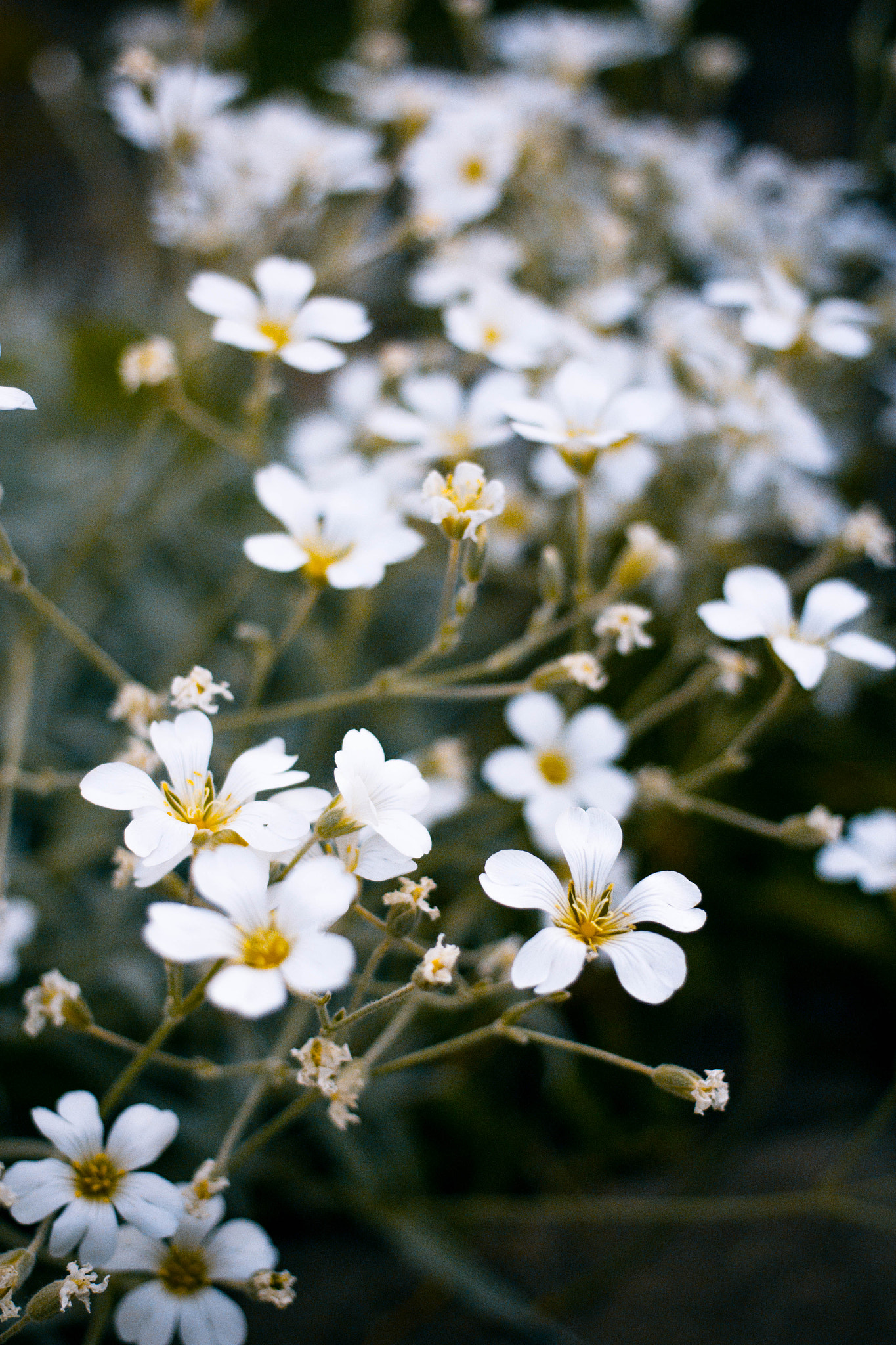 Canon EOS 650D (EOS Rebel T4i / EOS Kiss X6i) sample photo. Природа photography
