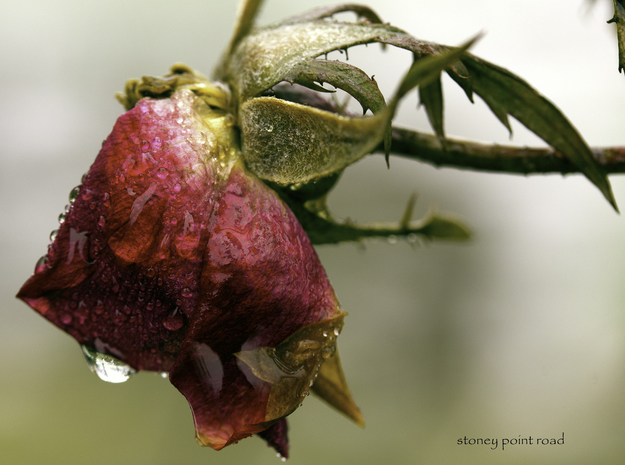 Canon EF-S 60mm F2.8 Macro USM sample photo. Rose n water drop photography