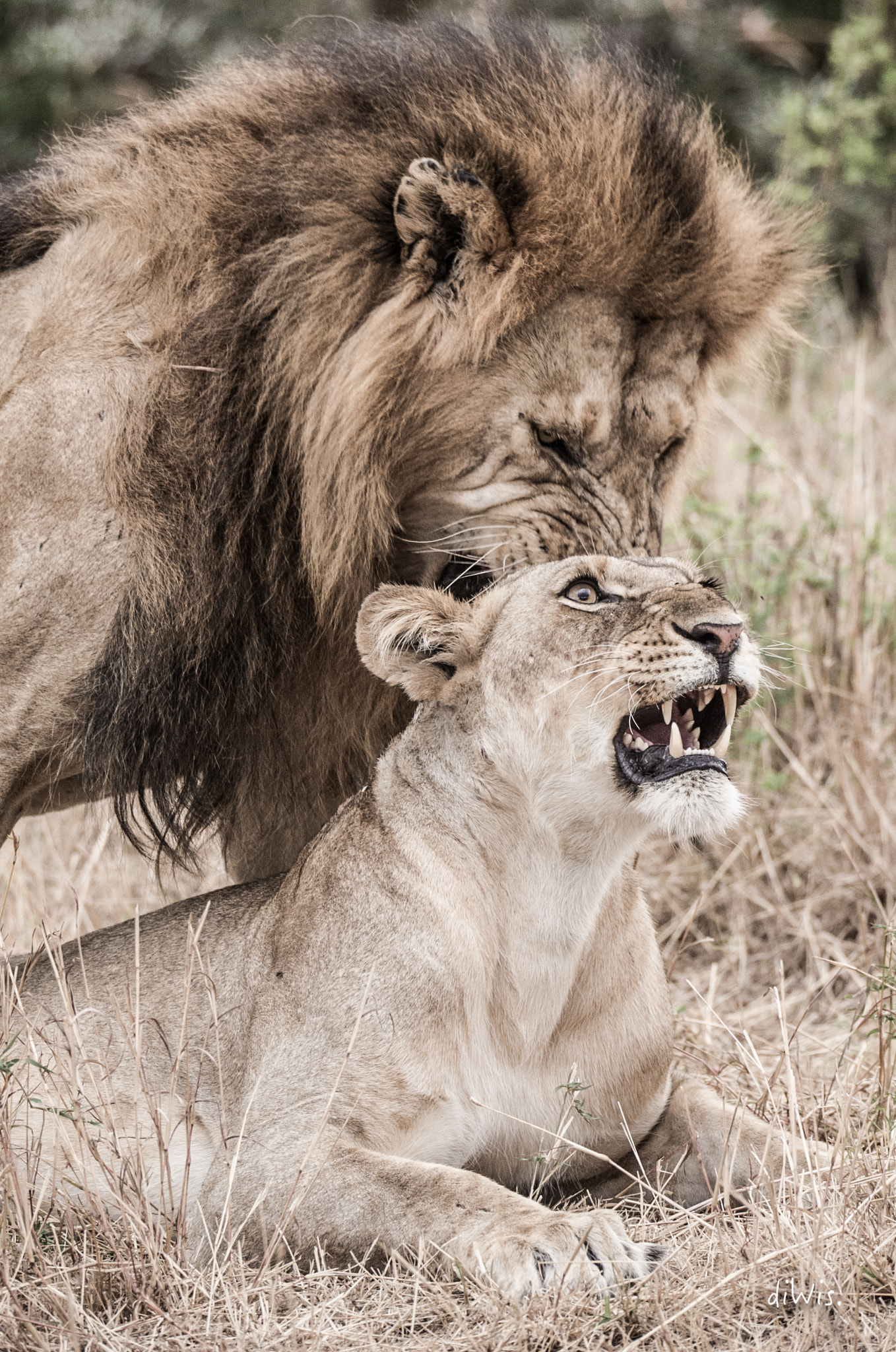Sigma 150-600mm F5-6.3 DG OS HSM | S sample photo. Marriage photography