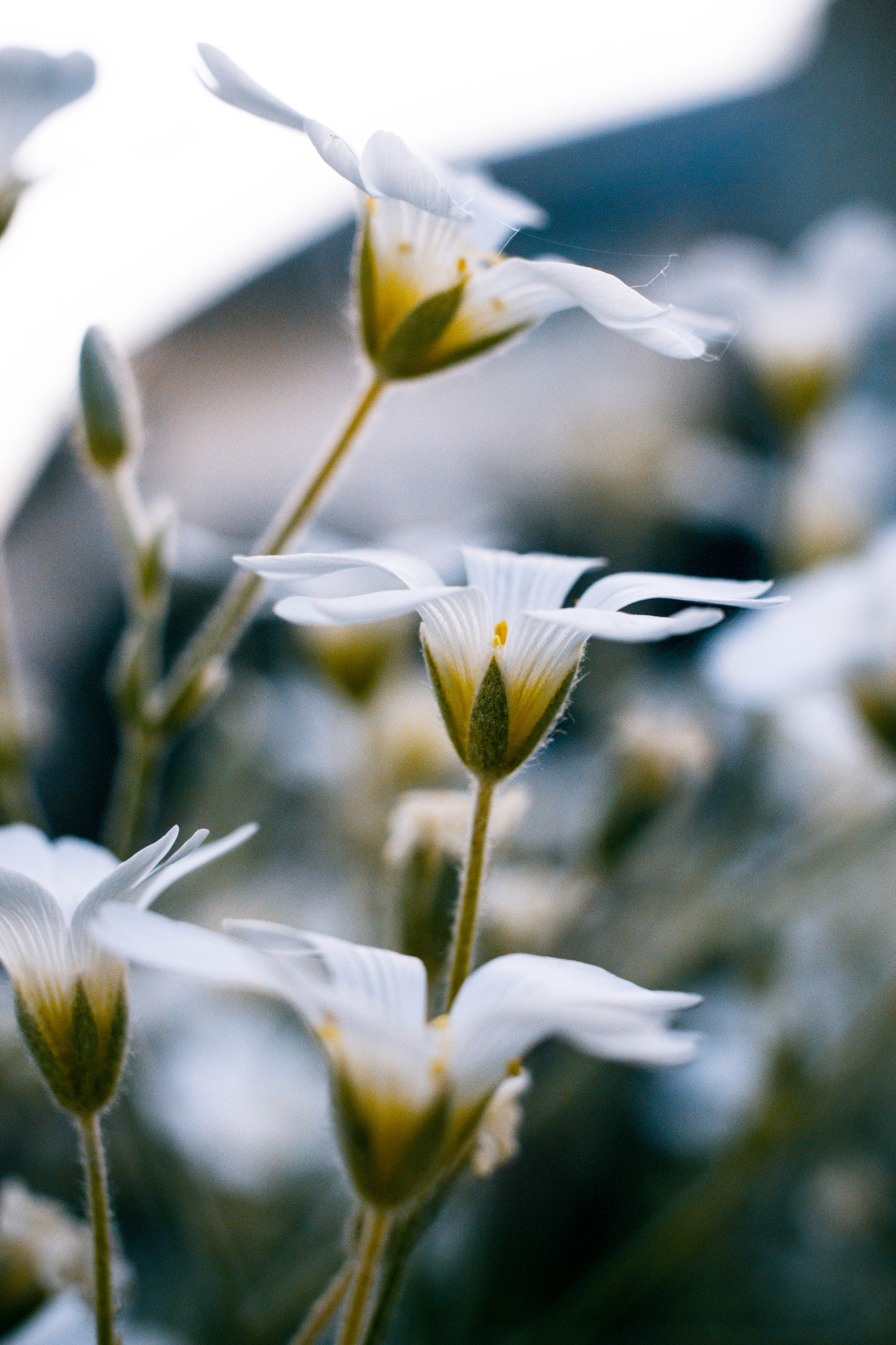 Canon EOS 650D (EOS Rebel T4i / EOS Kiss X6i) sample photo. Природа photography