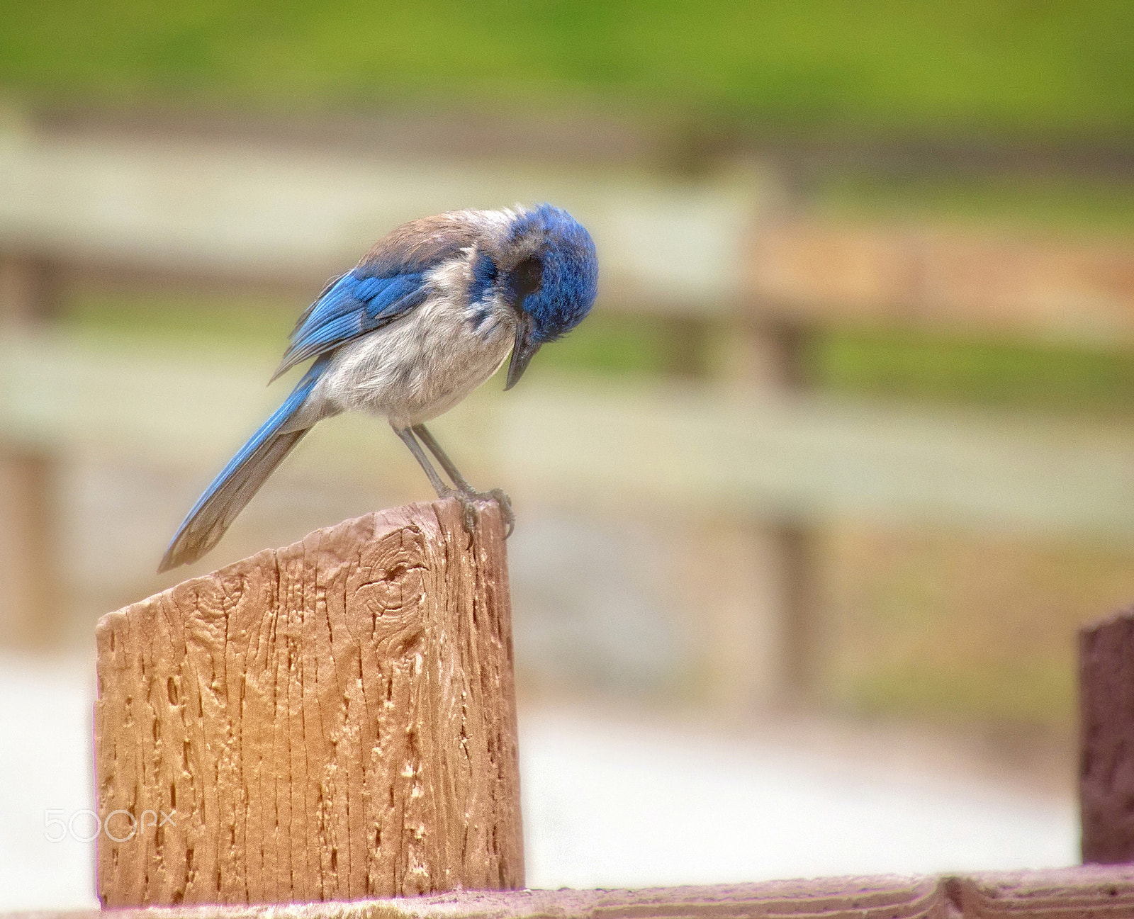 Canon EOS 650D (EOS Rebel T4i / EOS Kiss X6i) sample photo. Lord, hear my prayer photography