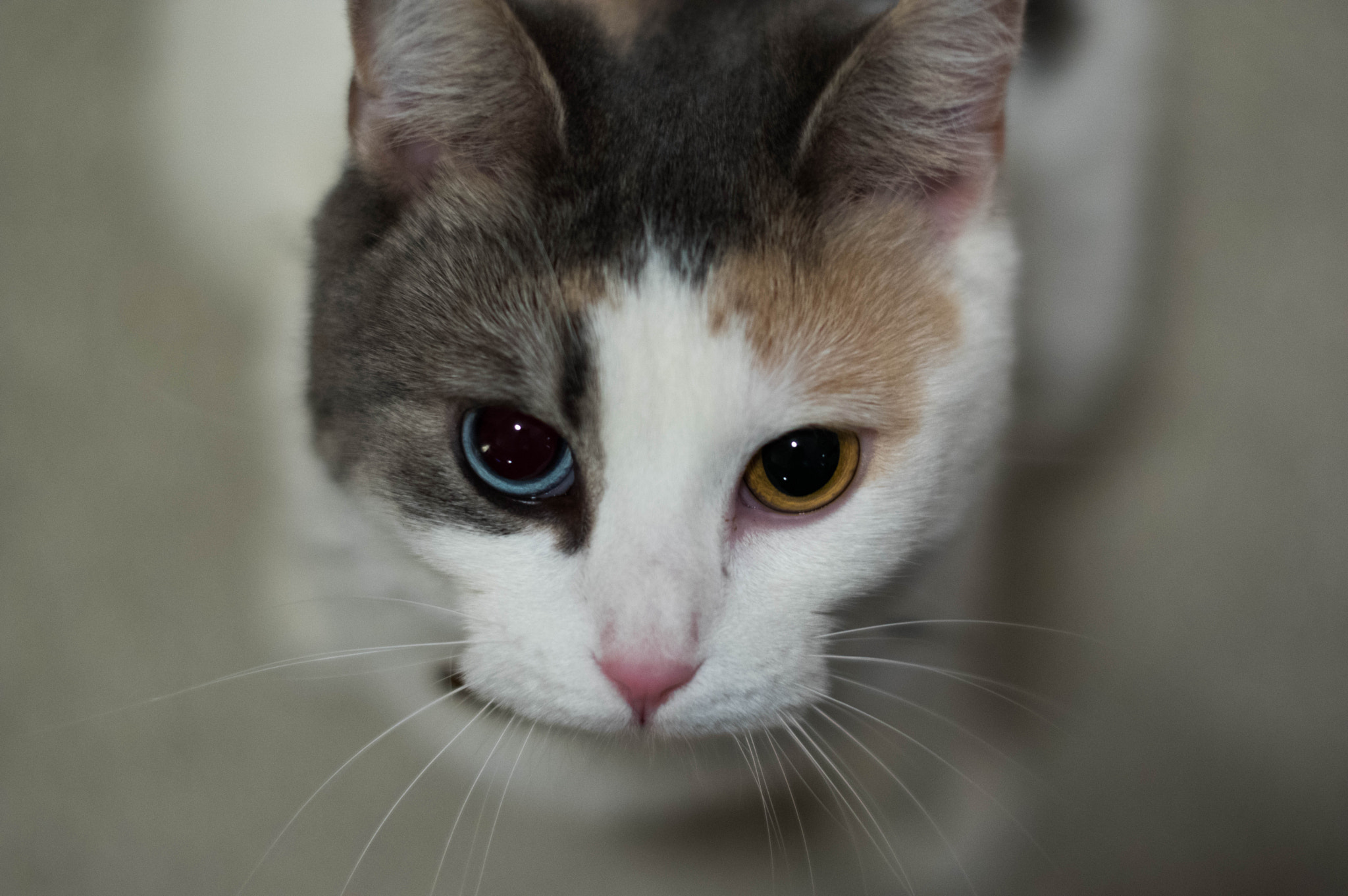 Pentax K-3 II + Pentax smc FA 50mm F1.4 sample photo. Juno & the spiders from mars photography