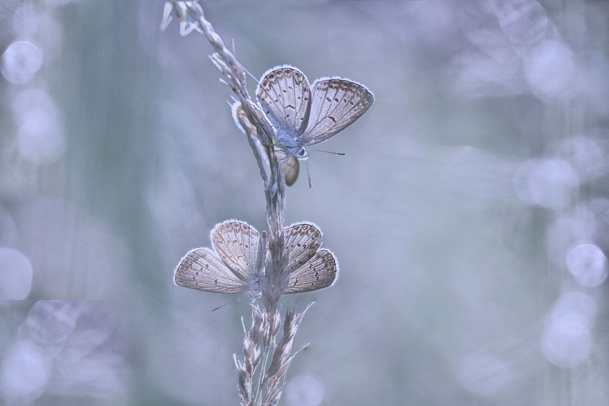 Sigma 150mm f/2.8 EX DG OS HSM APO Macro sample photo. With you photography