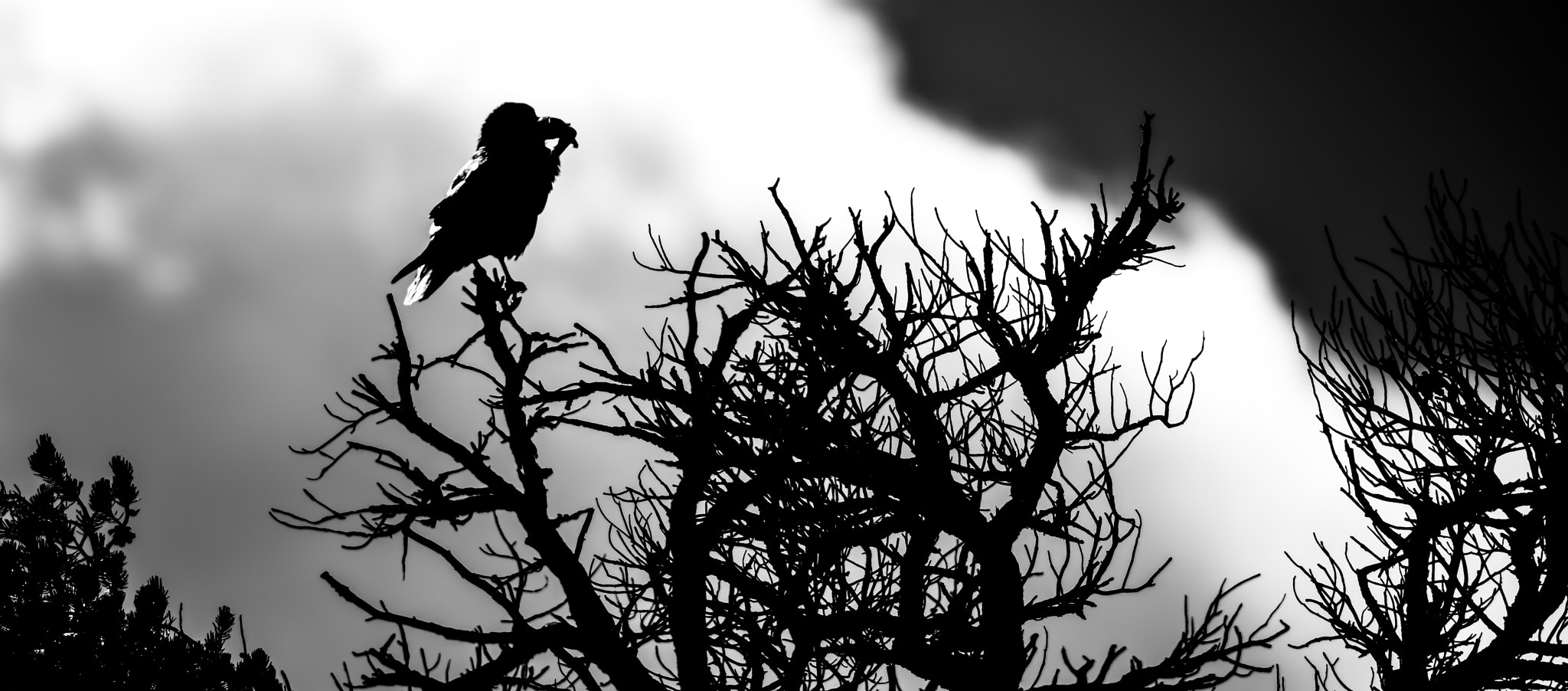 AF Nikkor 300mm f/4 IF-ED sample photo. A raven's lunch photography