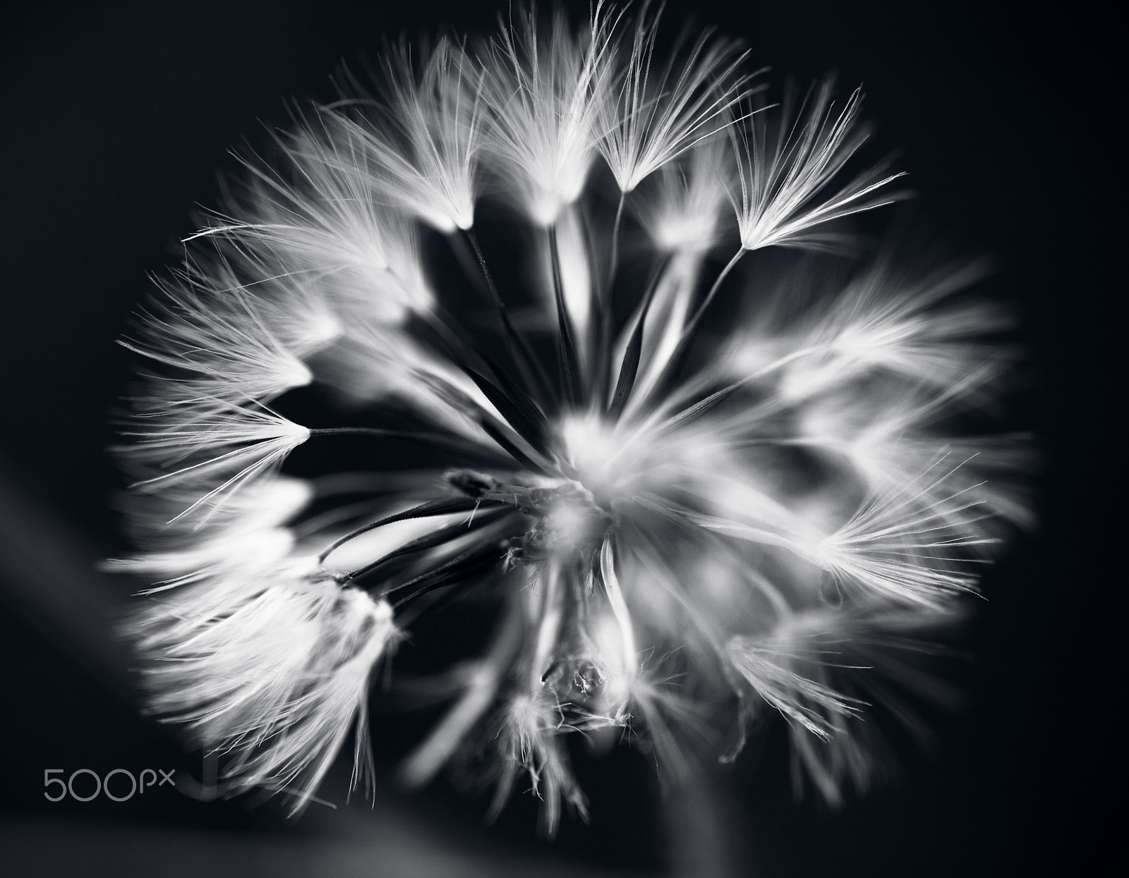 Canon EOS 5D + Tamron SP AF 90mm F2.8 Di Macro sample photo. Flower photography