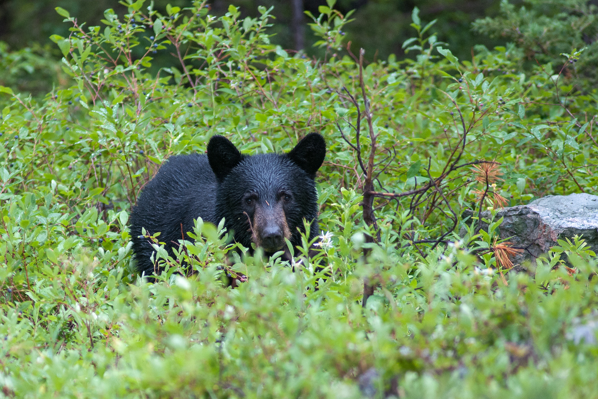 Nikon AF-S Nikkor 300mm F2.8G ED VR II sample photo. Hello bear! photography