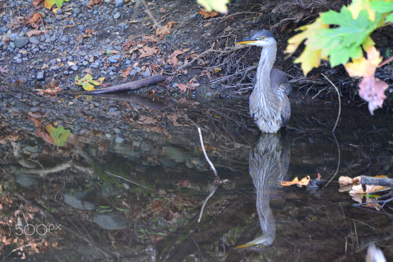 Nikon D610 + Zoom-Nikkor 1200-1700mm f/5.6-8 P ED IF sample photo. Heron reflection photography