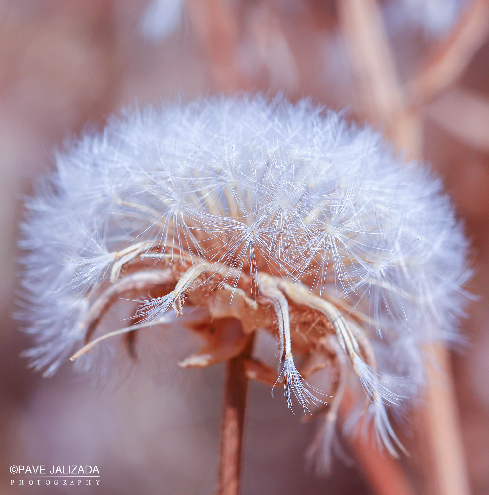 Canon EF 100mm F2.8 Macro USM sample photo. Simplicity.. photography