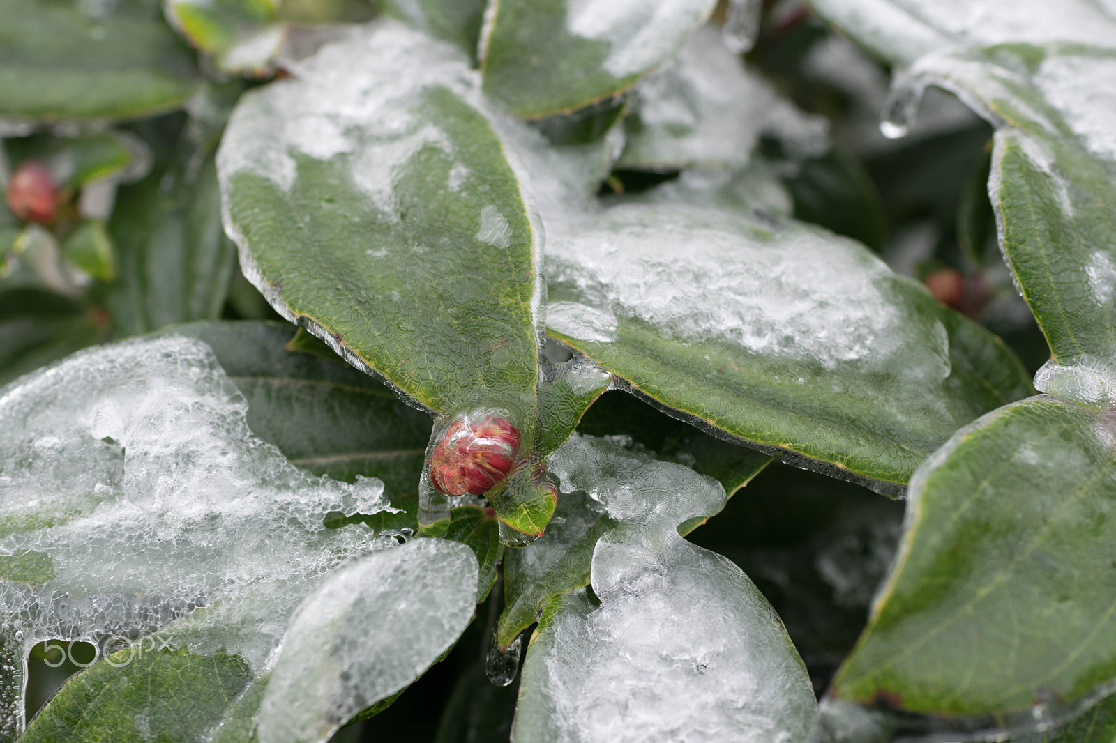 Nikon D5300 + AF-S Nikkor 35mm f/1.8G sample photo. An icy death photography