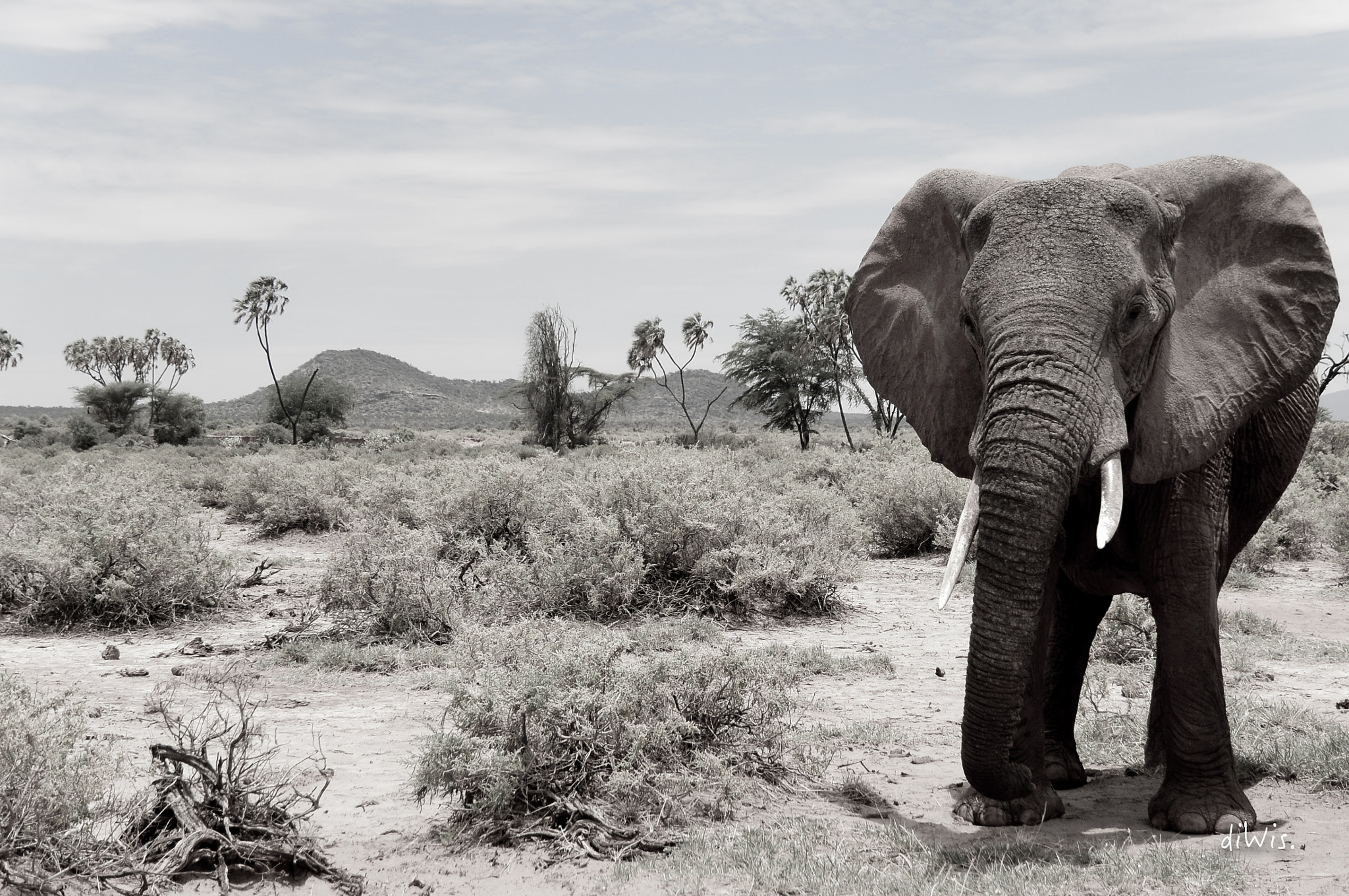 1 NIKKOR VR 10-100mm f/4-5.6 sample photo. Samburu photography