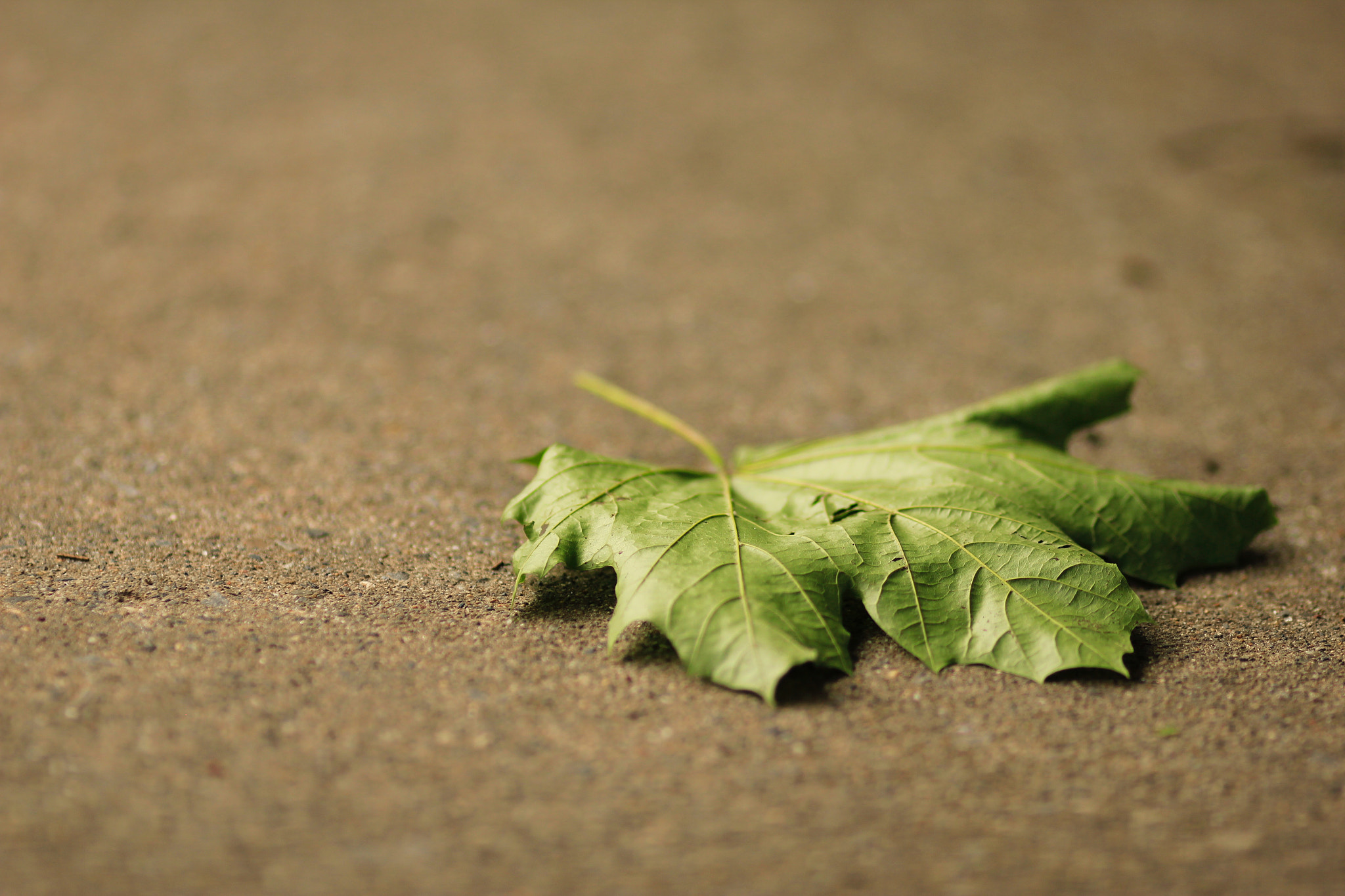 Canon EOS 550D (EOS Rebel T2i / EOS Kiss X4) + Canon EF 135mm F2L USM sample photo. Last leaf? photography