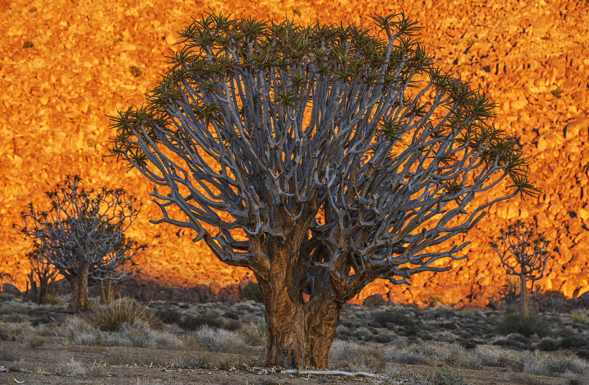 Canon EF 70-300mm F4-5.6L IS USM sample photo. Kookerboom photography