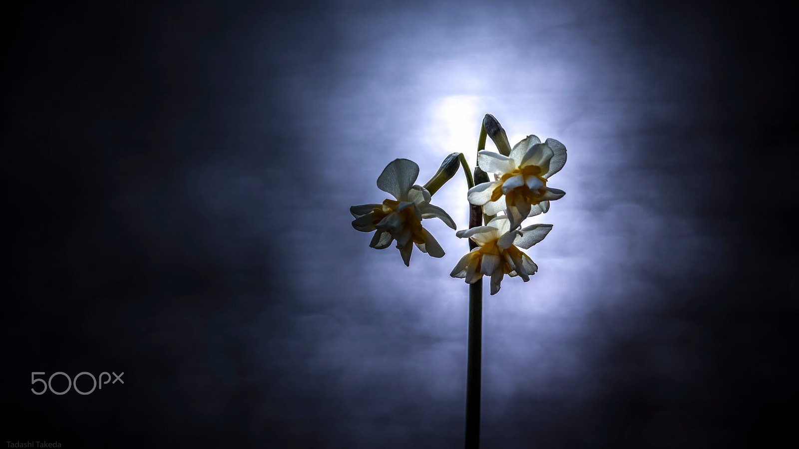 Sony DT 55-300mm F4.5-5.6 SAM sample photo. Place the light photography