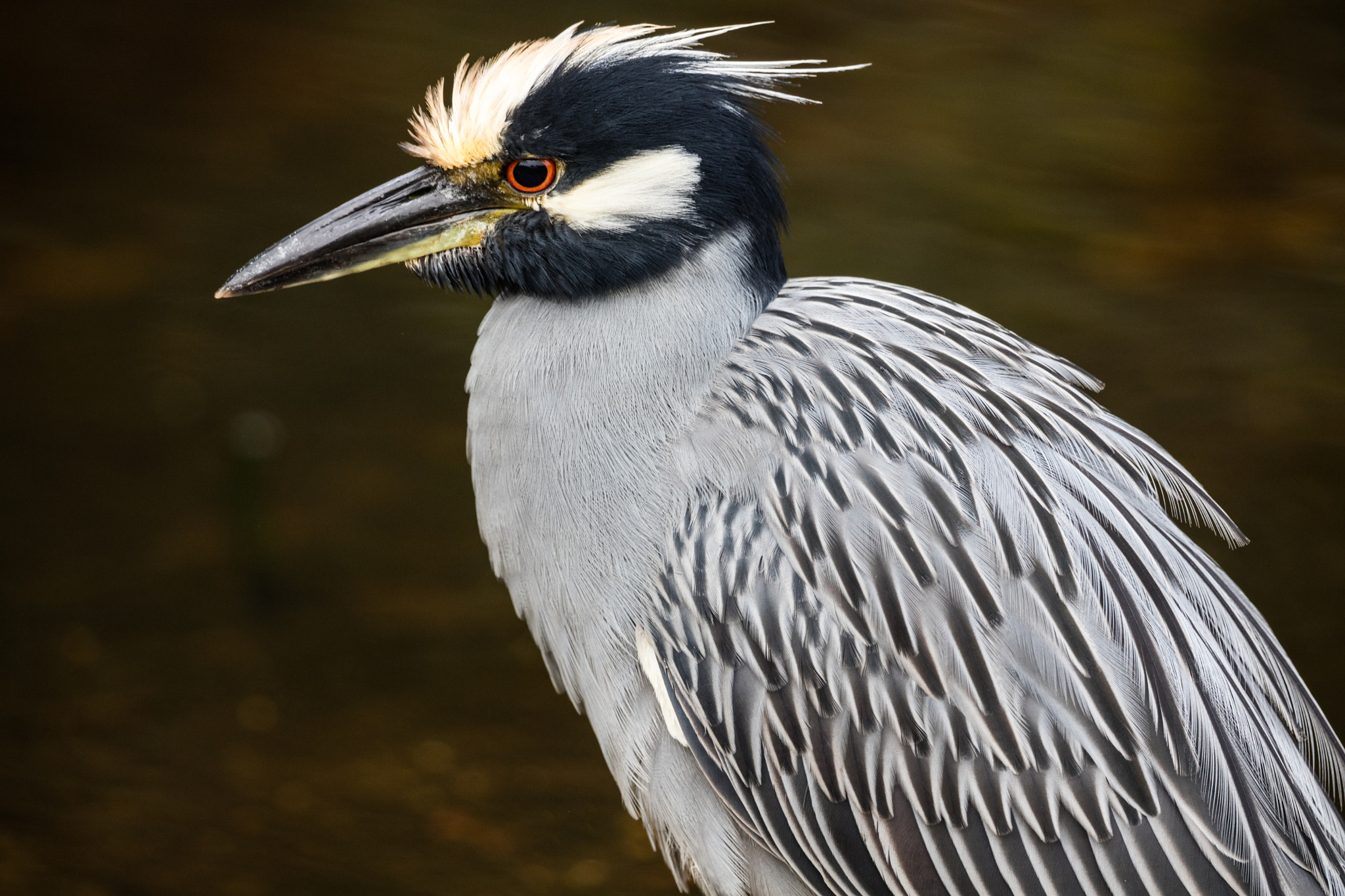 Canon EOS 5DS R + Canon EF 300mm F2.8L IS II USM sample photo. Yellow crowned night heron photography