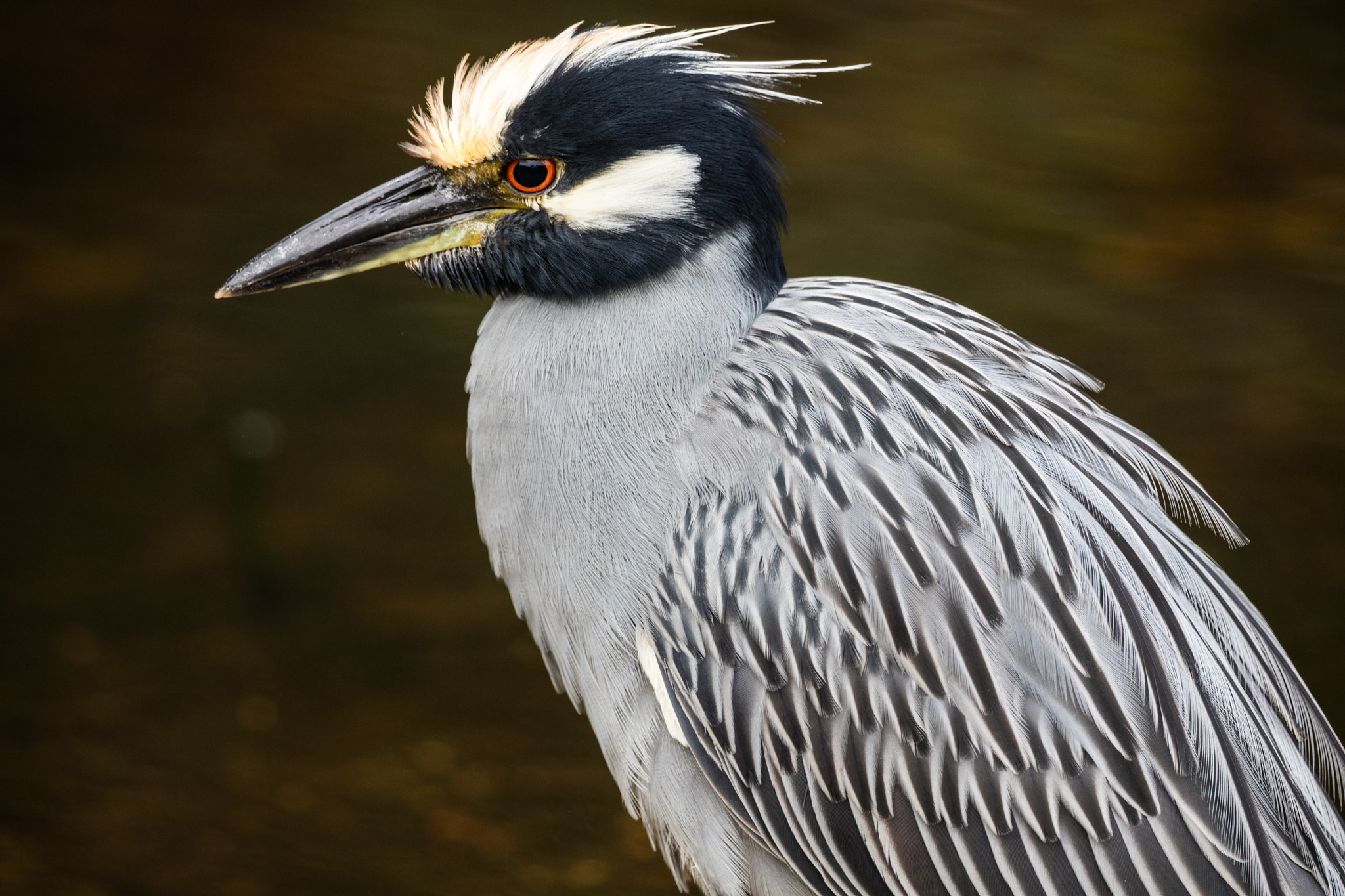Canon EF 300mm F2.8L IS II USM sample photo. Yellow crowned night heron photography