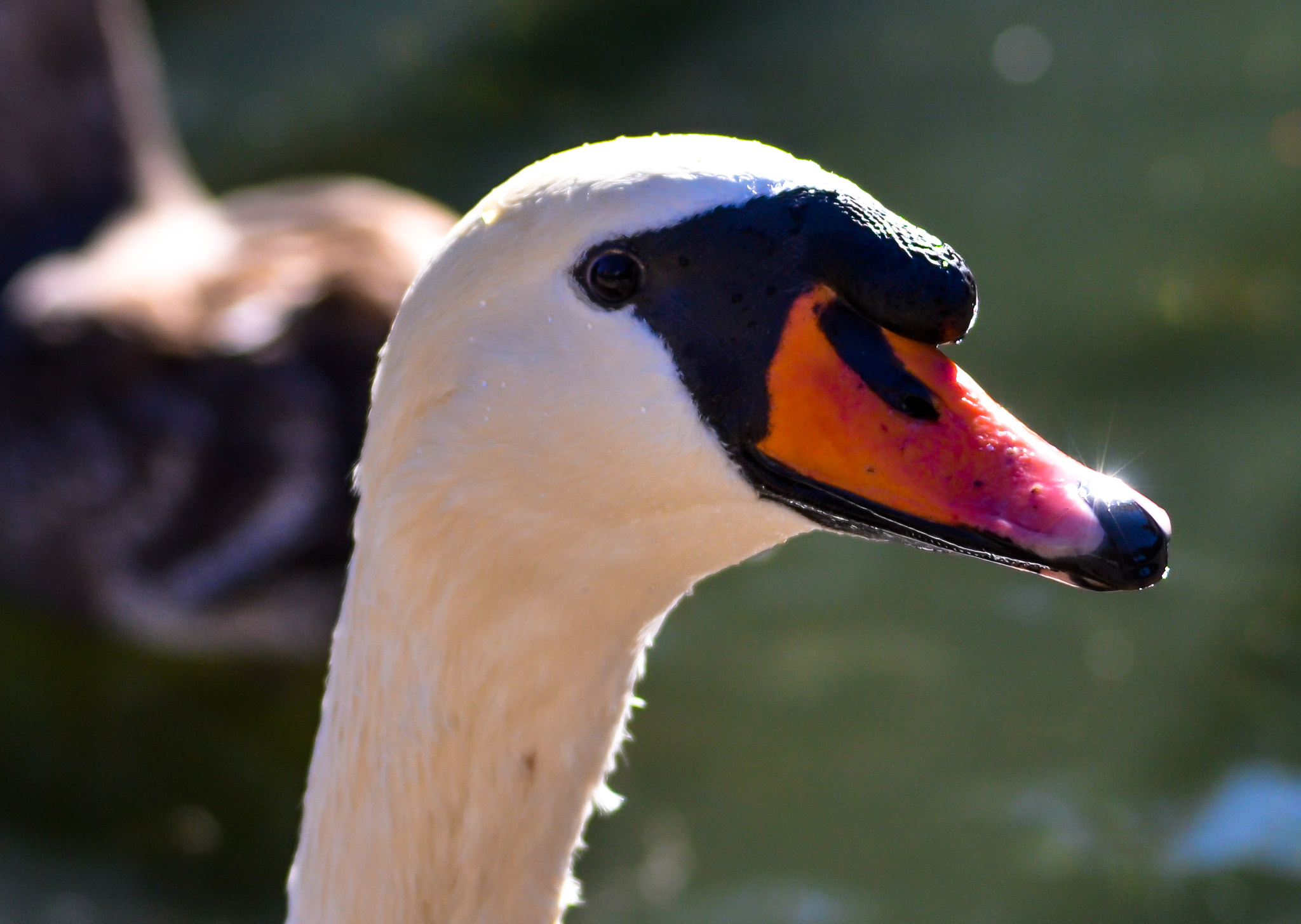Sigma 150-500mm F5-6.3 DG OS HSM sample photo. Swan -  a close-up photography