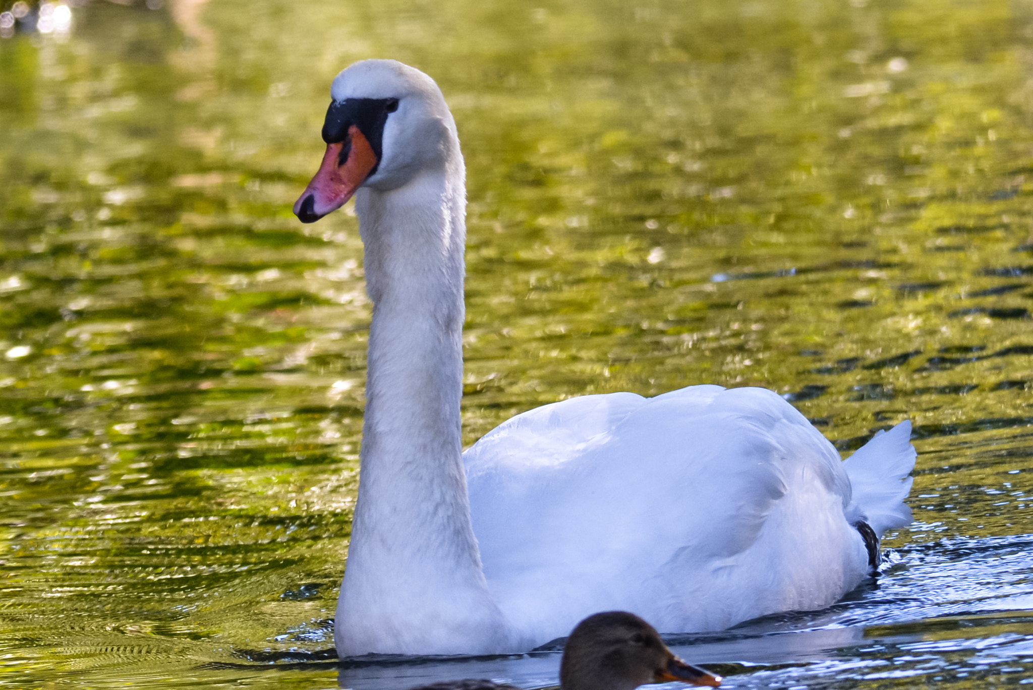 Sigma 150-500mm F5-6.3 DG OS HSM sample photo. Swan - 2 photography