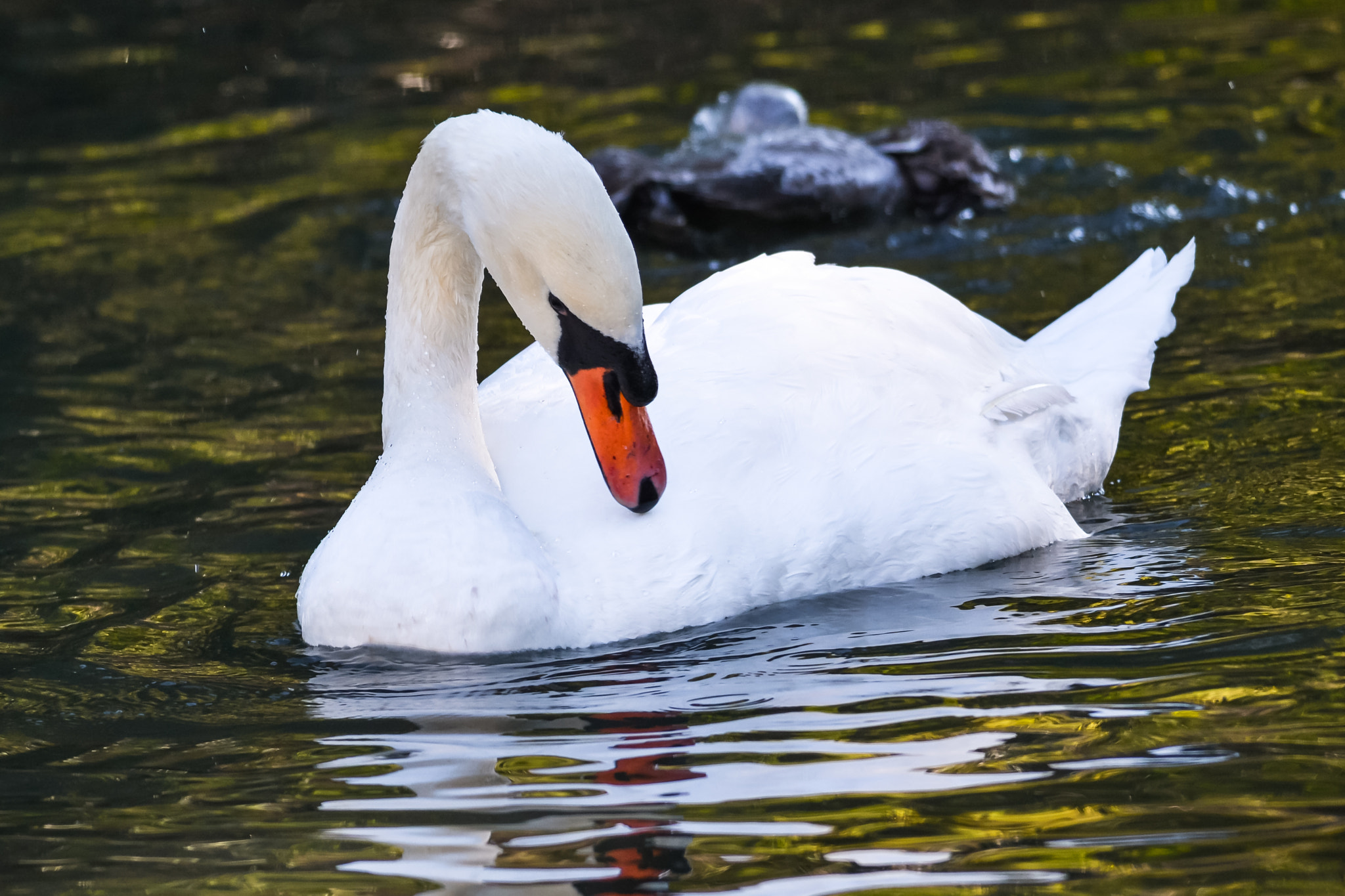 Sigma 150-500mm F5-6.3 DG OS HSM sample photo. Swan - 3 photography