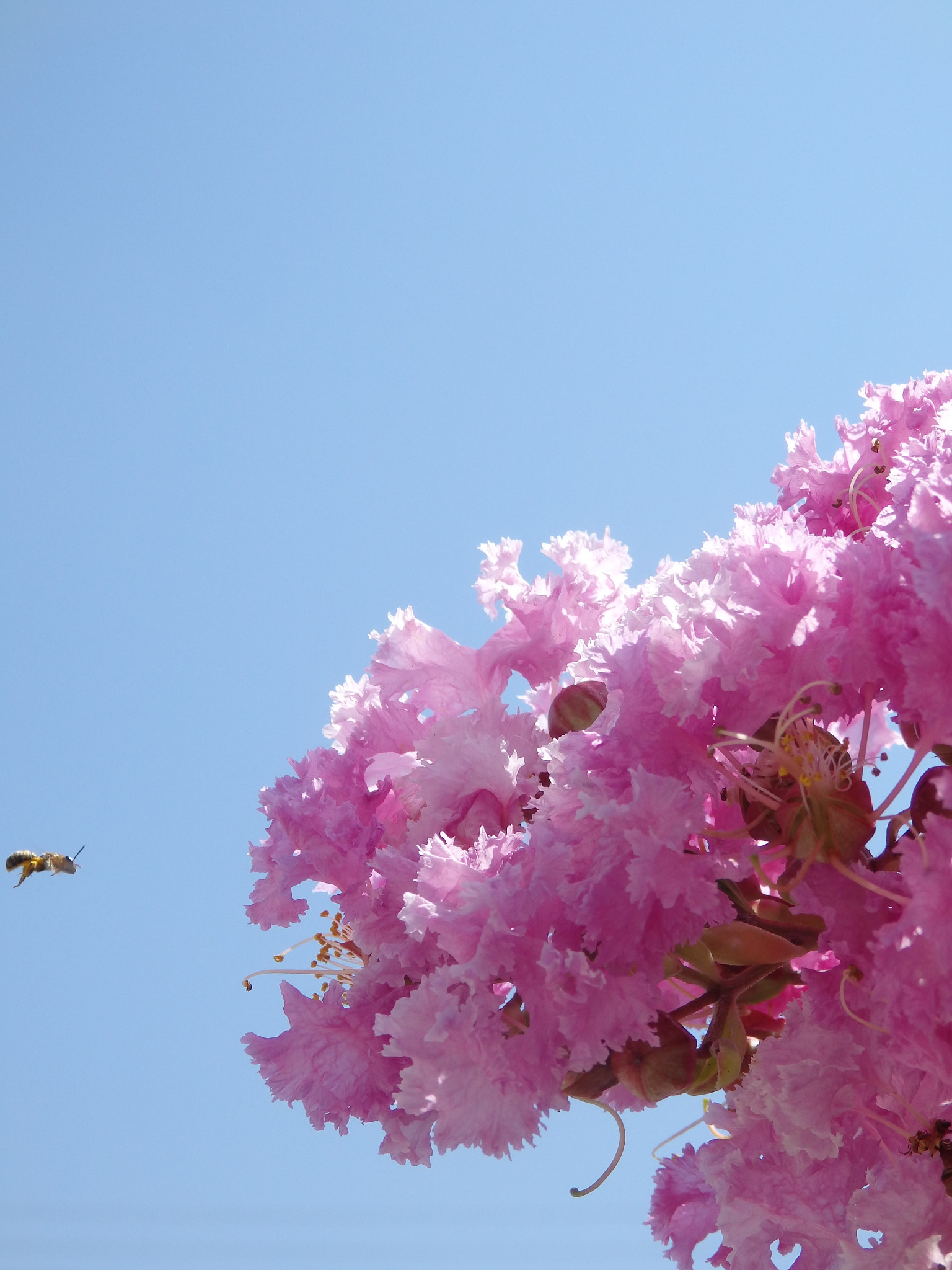 Olympus SH-50 sample photo. Wasp photography