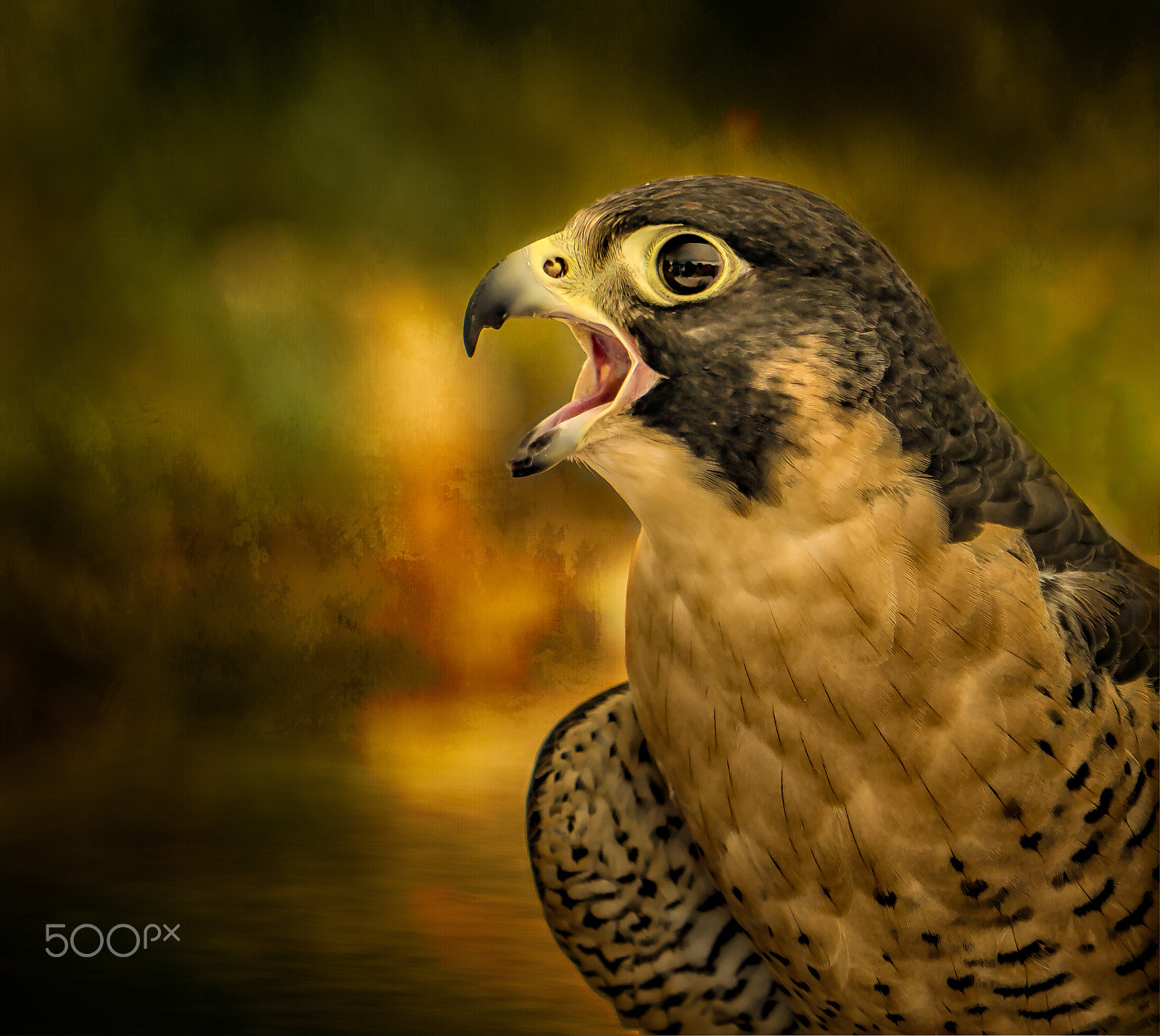 Sony a6000 + Sony Vario Tessar T* FE 24-70mm F4 ZA OSS sample photo. Peregrin falcon photography