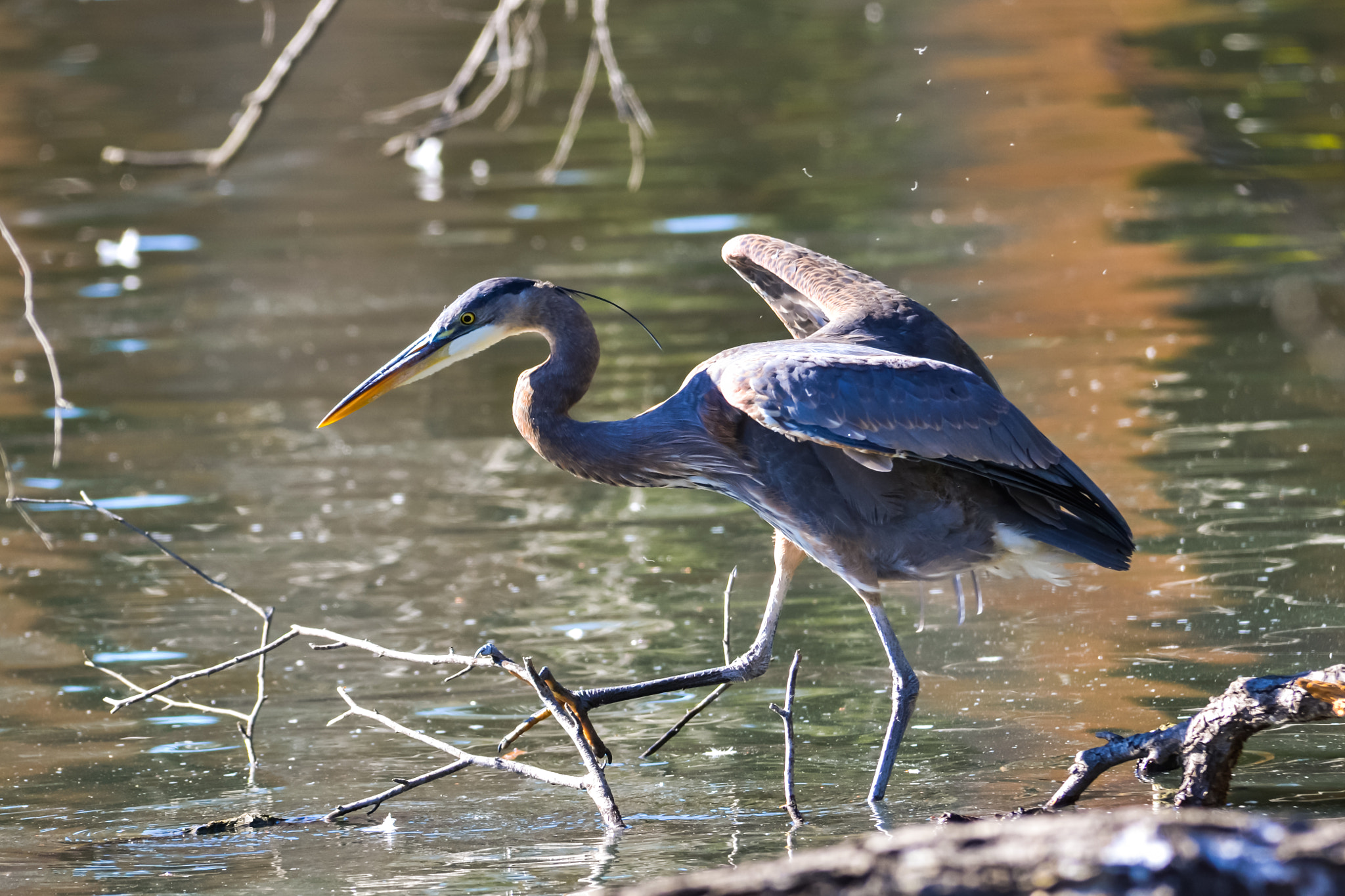 Sigma 150-500mm F5-6.3 DG OS HSM sample photo. Great blue heron photography