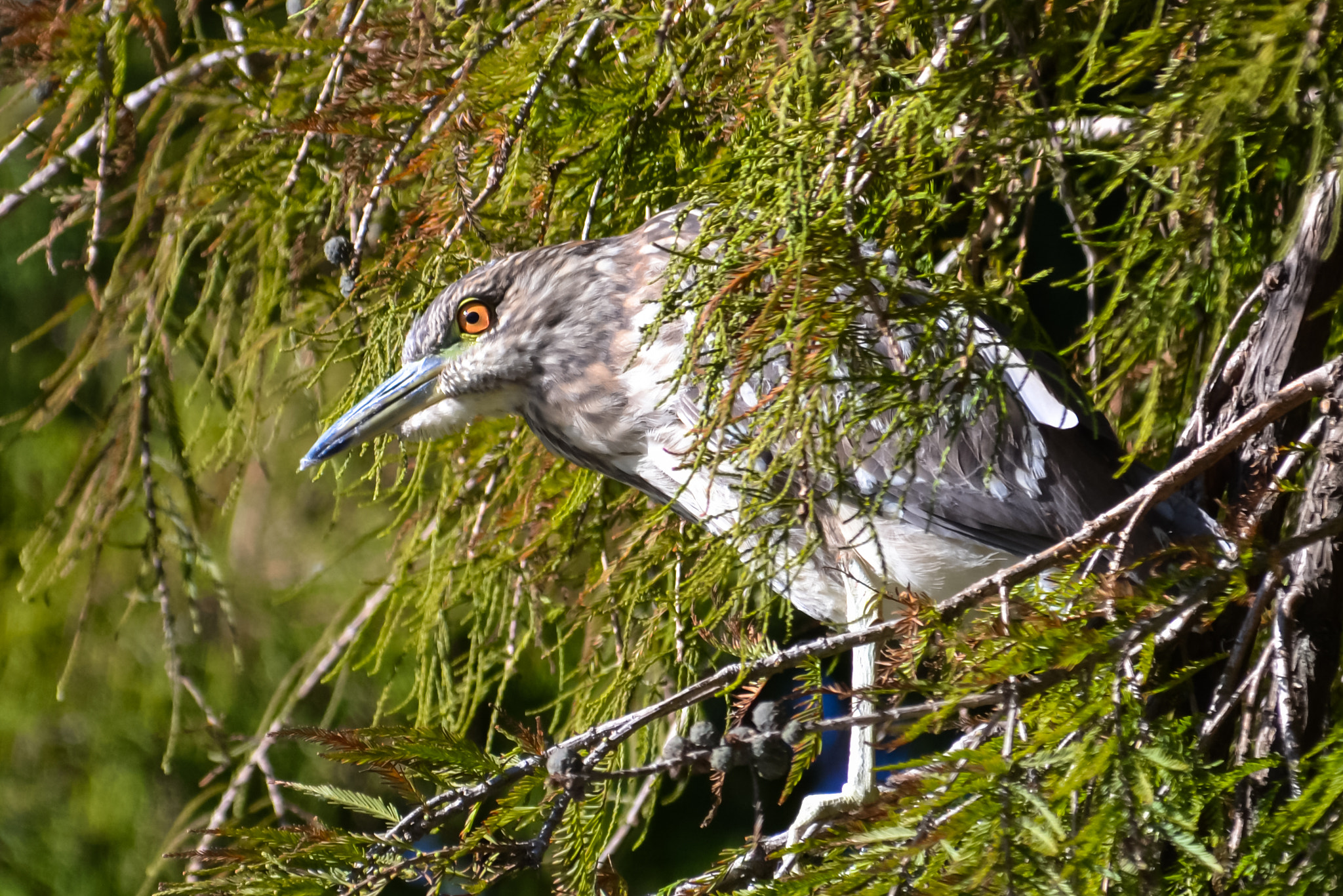 Sigma 150-500mm F5-6.3 DG OS HSM sample photo. ??? ... bird photography