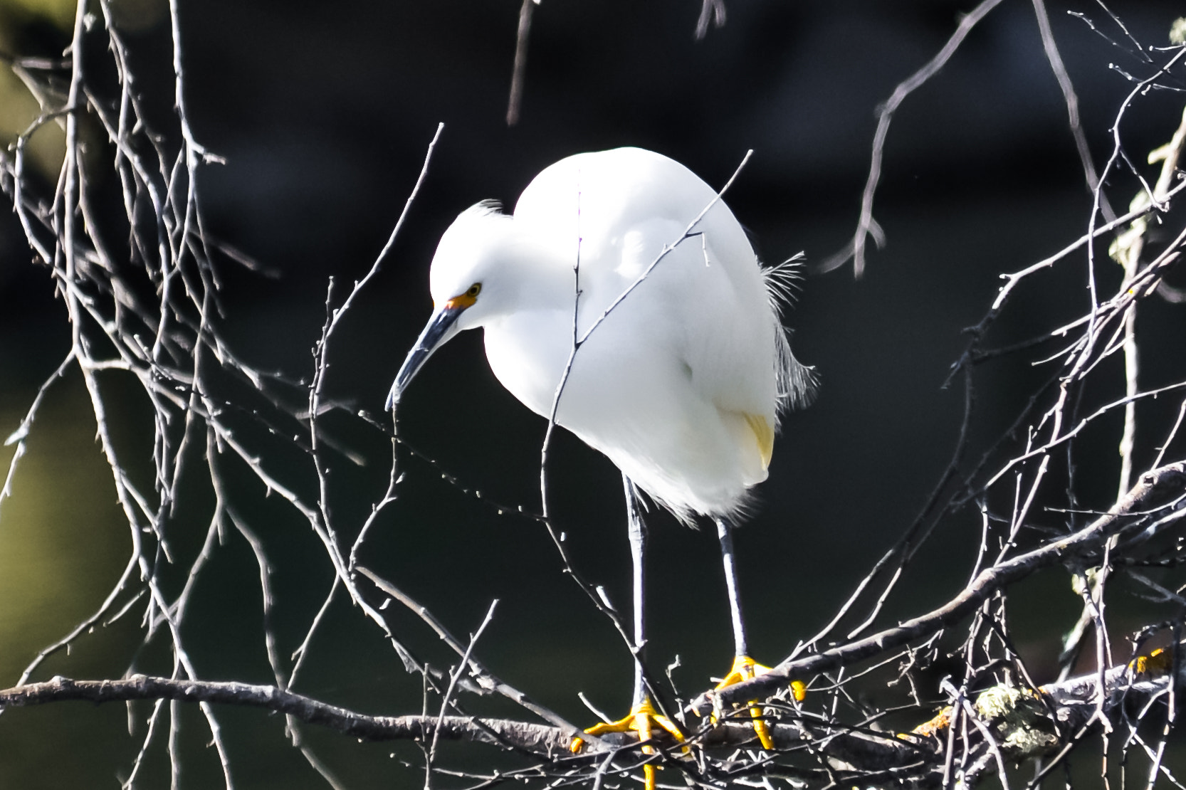 Sigma 150-500mm F5-6.3 DG OS HSM sample photo. White crane photography