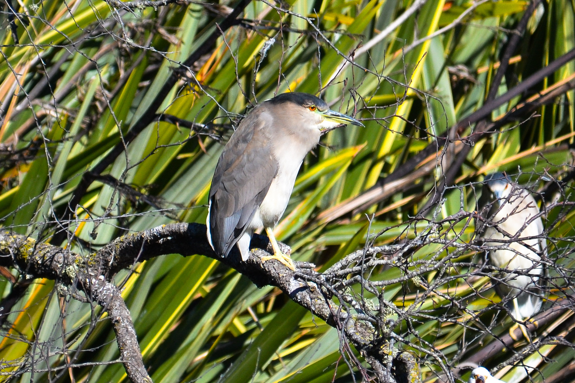 Sigma 150-500mm F5-6.3 DG OS HSM sample photo. ??? ... bird photography