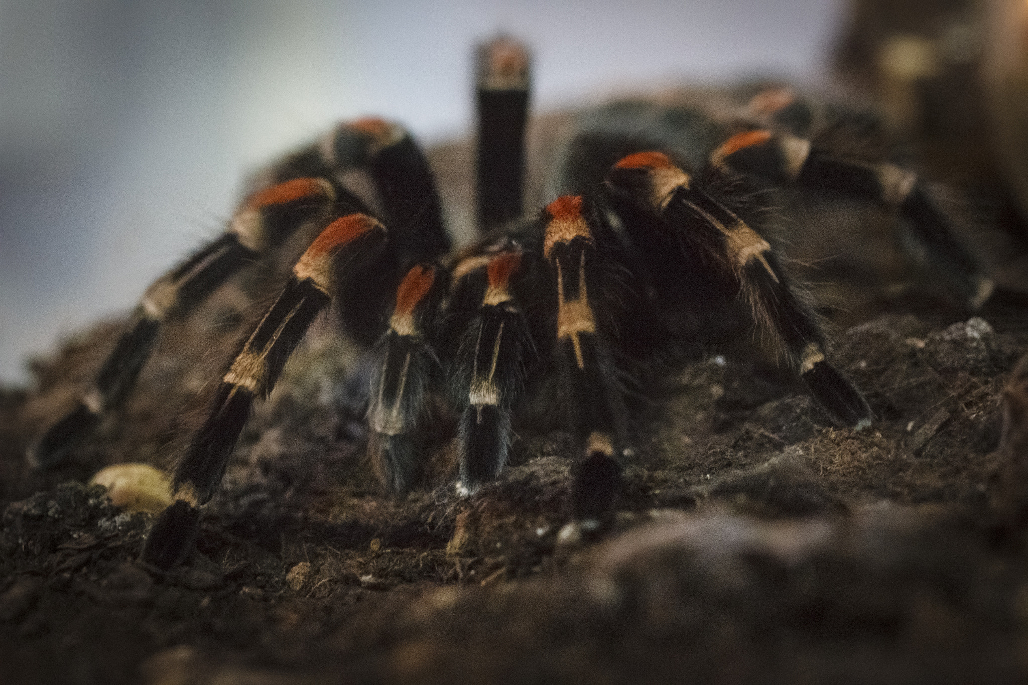 Sigma 105mm F2.8 EX DG OS HSM sample photo. Tarantula photography