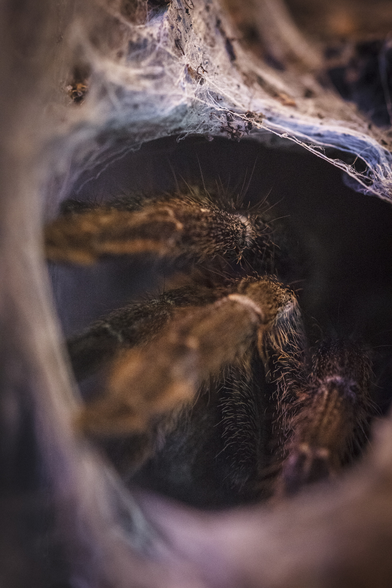 Sigma 105mm F2.8 EX DG OS HSM sample photo. Dangerous web photography