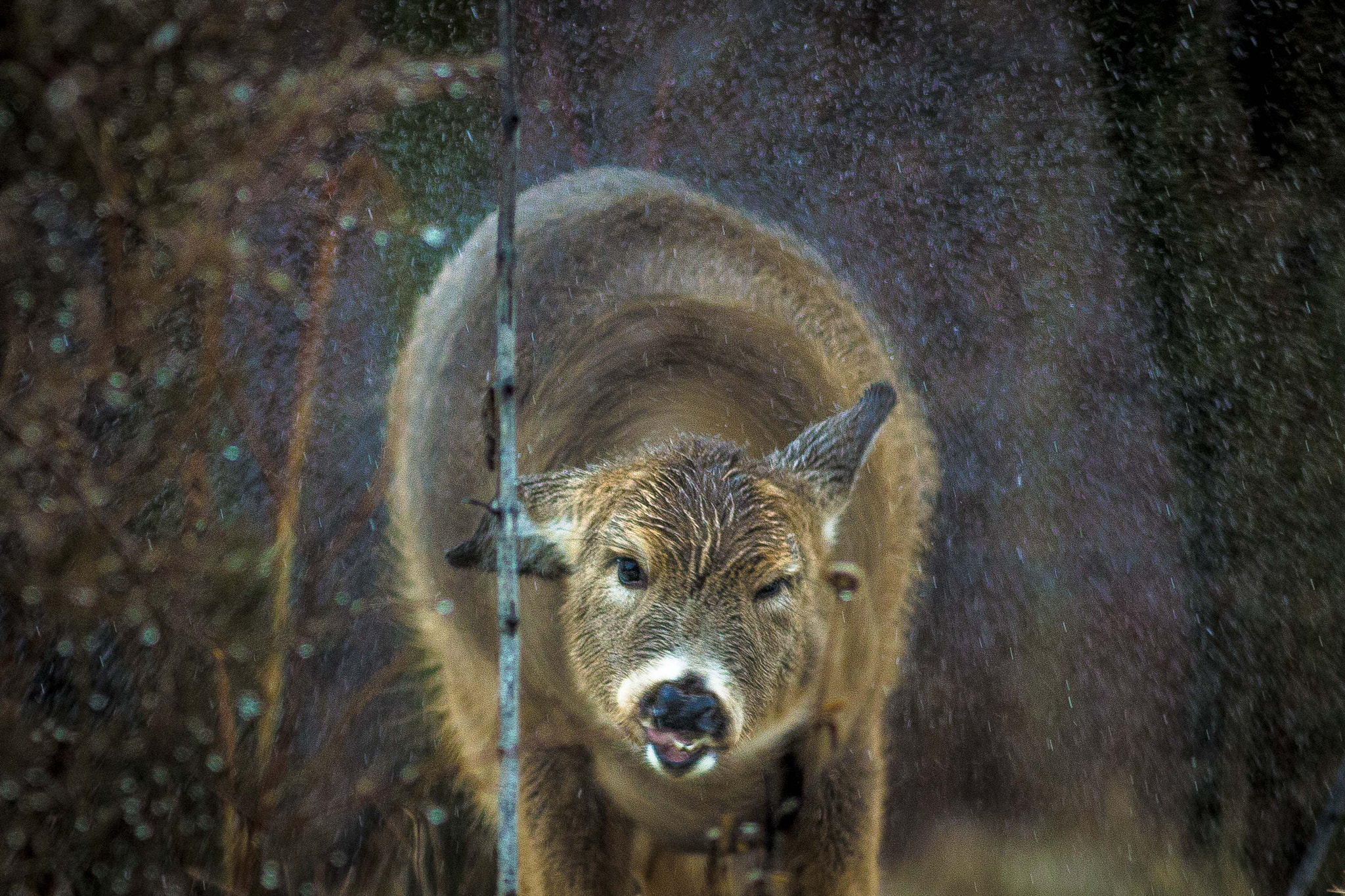 Canon EOS 60D + Canon EF 400mm F5.6L USM sample photo. Shaking doe photography