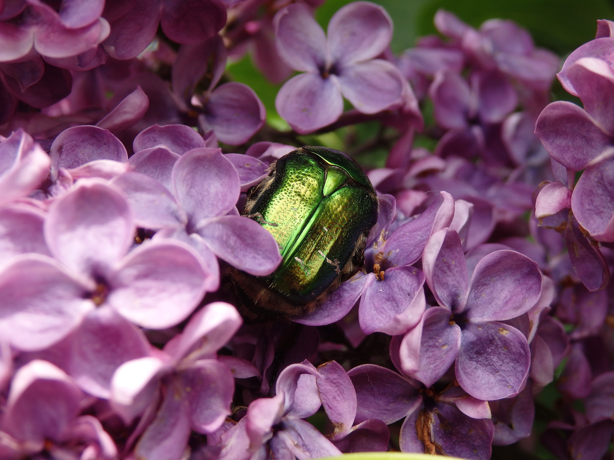 Olympus SH-50 sample photo. Beetle photography