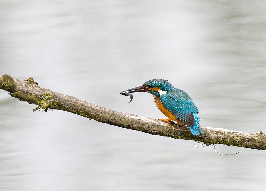 Nikon AF-S Nikkor 600mm F4D ED-IF II sample photo. Kingfisher photography