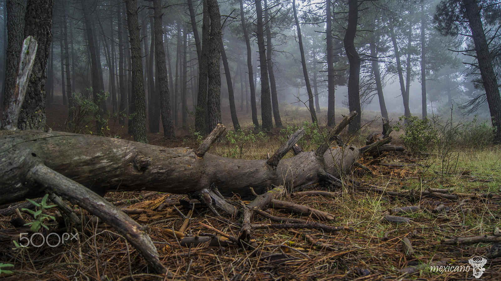 Sony Alpha DSLR-A580 sample photo. Niebla photography