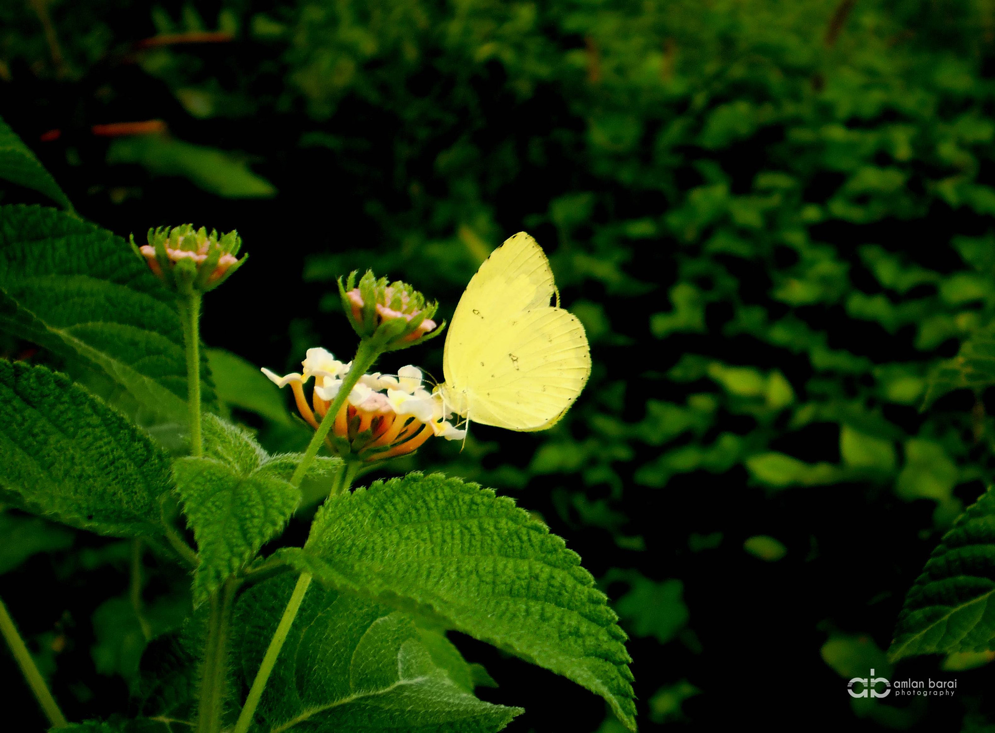 Olympus T105,T100,X36 sample photo. Yellow butterfly photography