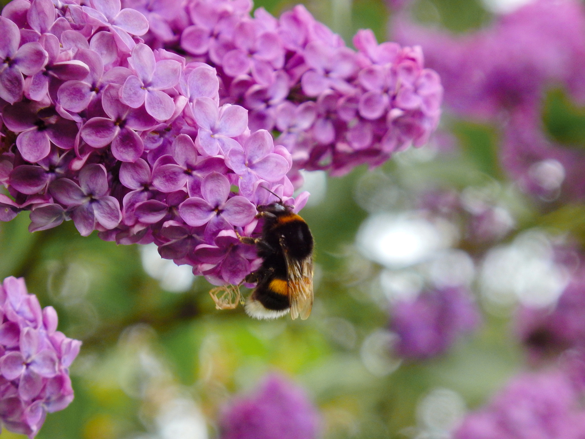 Olympus SH-50 sample photo. Bumblebee photography
