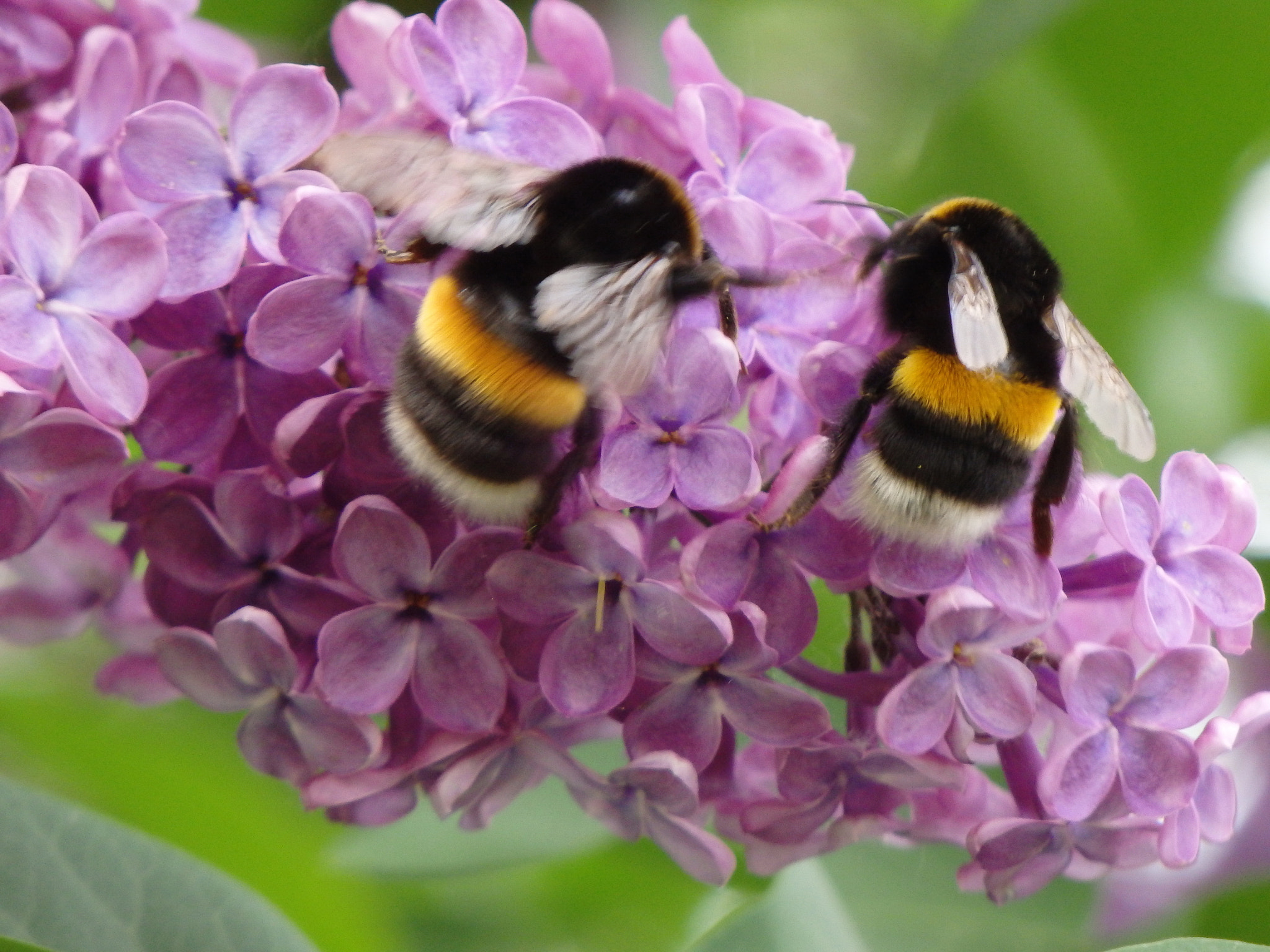 Olympus SH-50 sample photo. Bumblebees photography