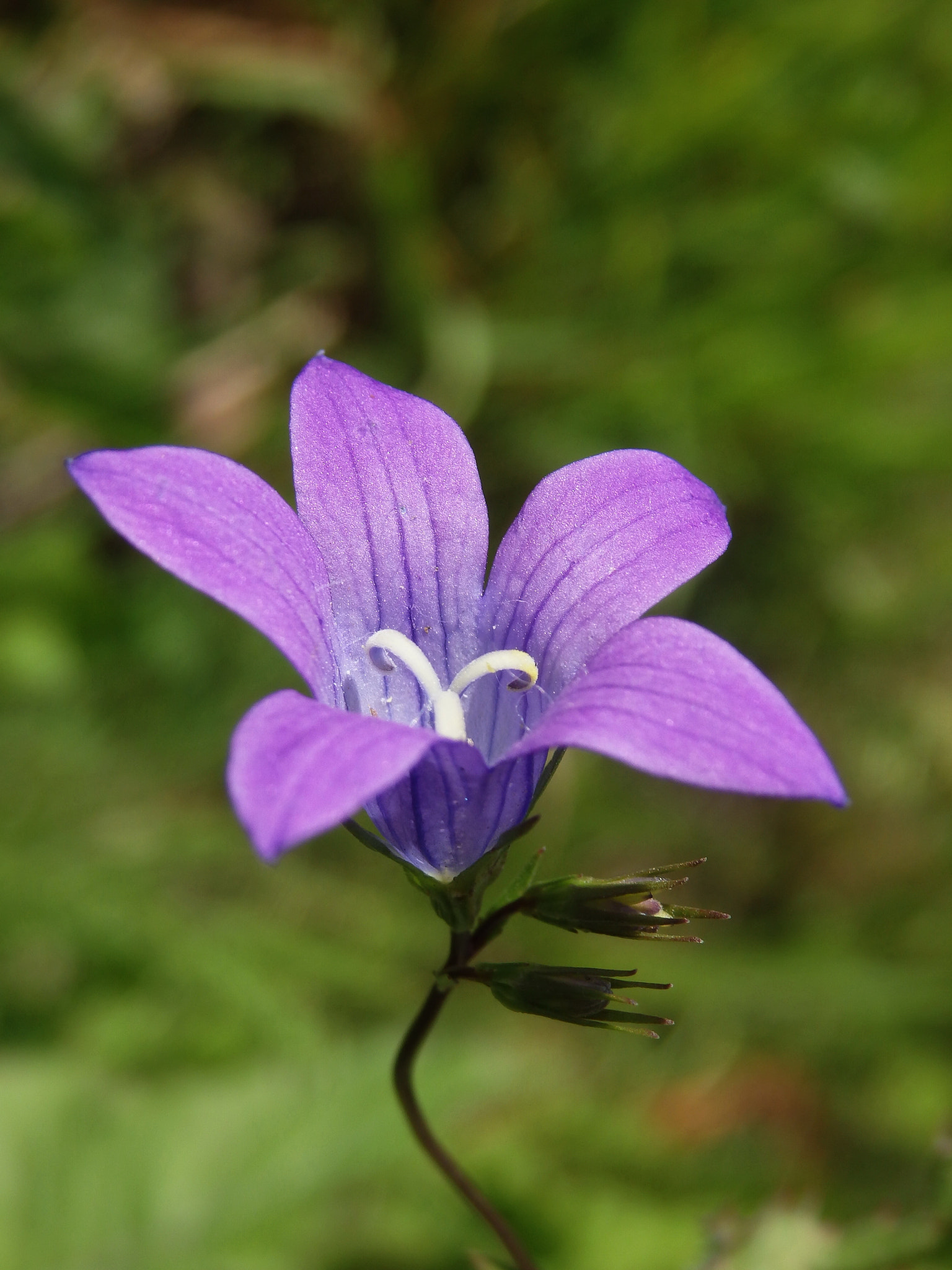 Olympus SH-50 sample photo. Campanula photography