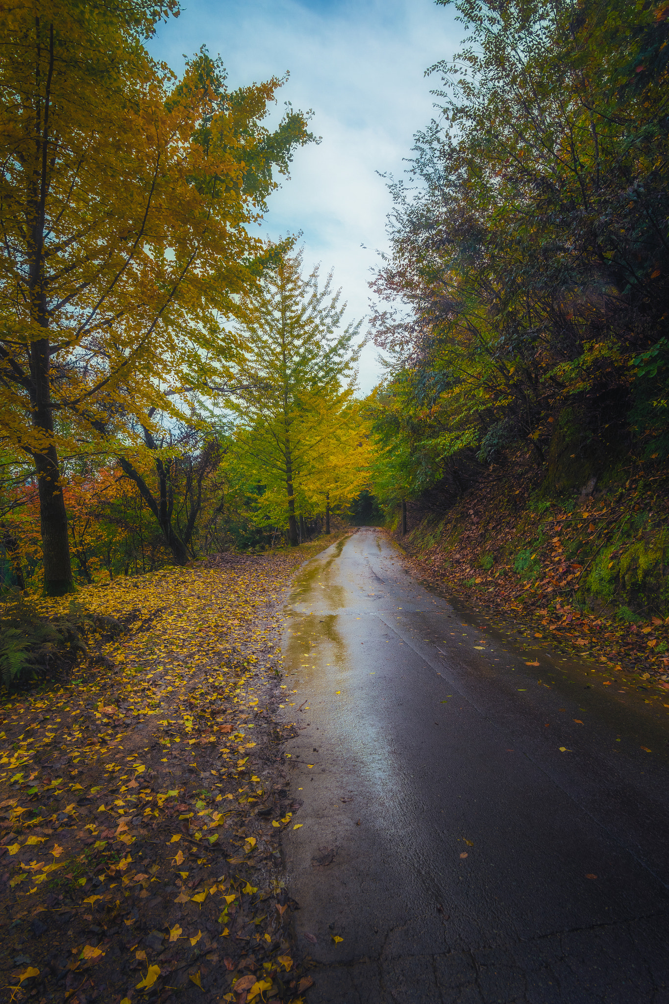 Canon EF-S 17-85mm F4-5.6 IS USM sample photo. Autumn road photography
