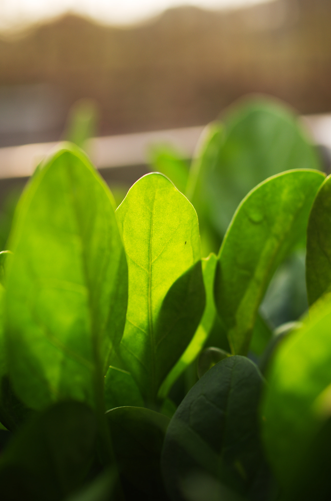 HD Pentax DA 35mm F2.8 Macro Limited sample photo. Spinach photography