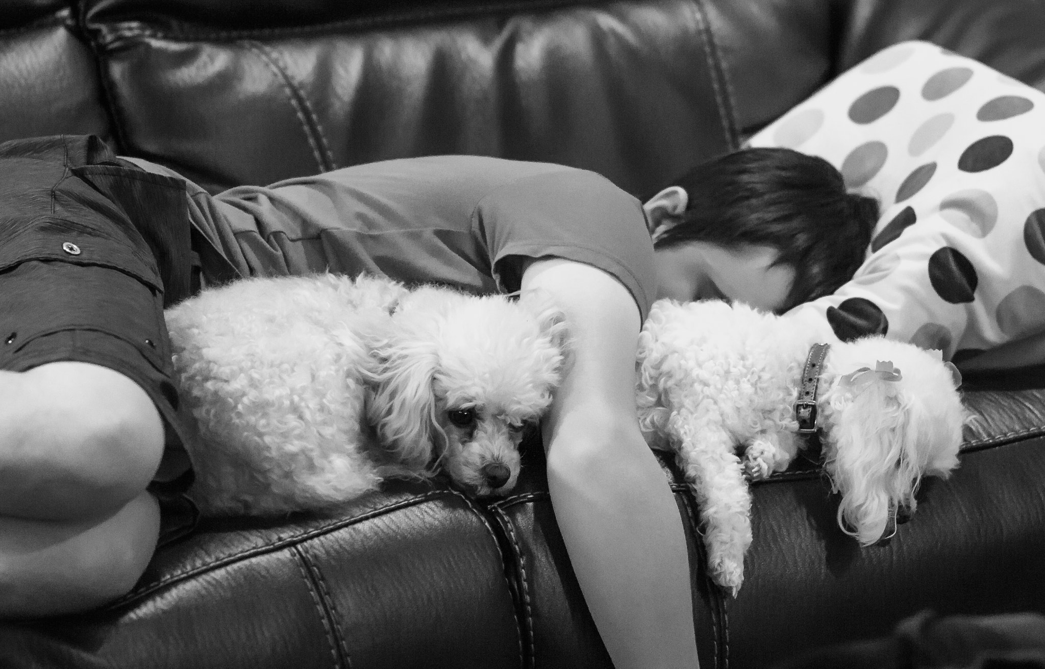 Canon EOS 60D + Canon EF 100mm F2.0 USM sample photo. Boy and his dogs photography
