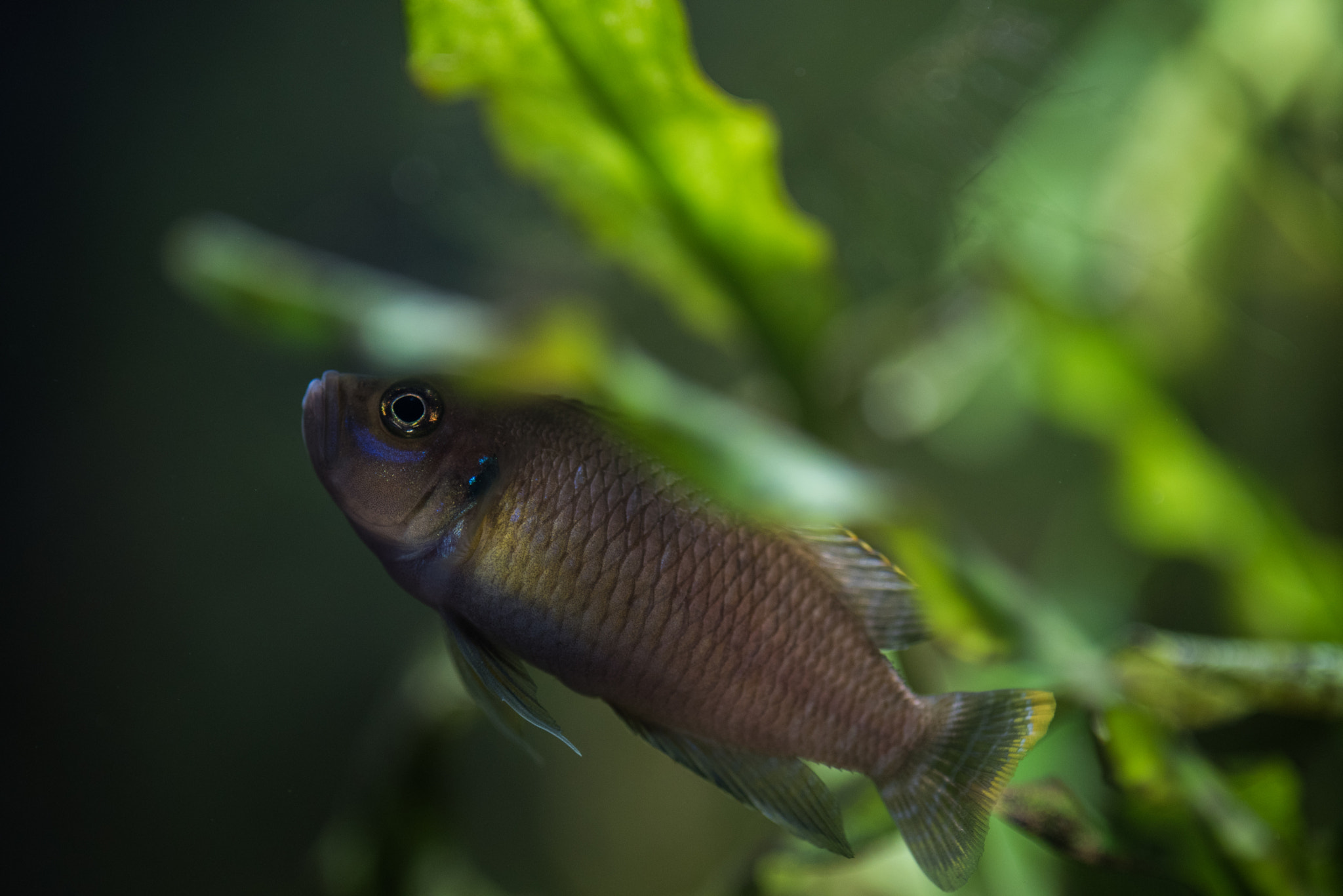 Nikon D750 + AF Micro-Nikkor 105mm f/2.8 sample photo