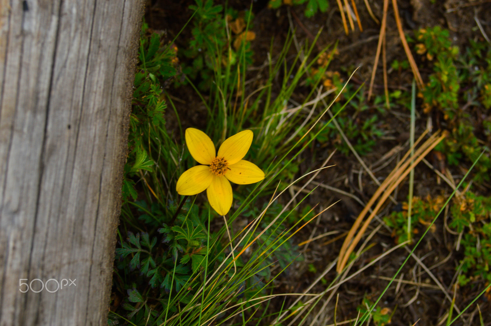 AF Zoom-Nikkor 28-80mm f/3.3-5.6G sample photo. Hello spring photography