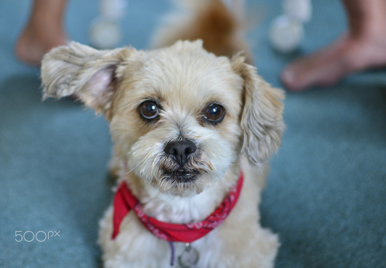 Nikon D800 + Nikon AF-S DX Nikkor 35mm F1.8G sample photo. Peanut seems to say "i listen to you" photography
