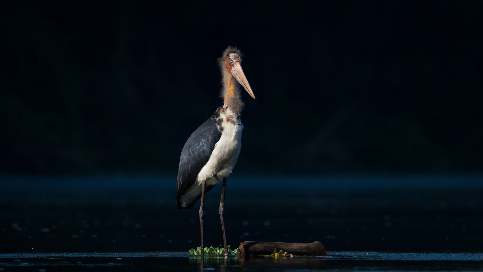 Canon EF 500mm F4L IS II USM sample photo. 20.jpg photography