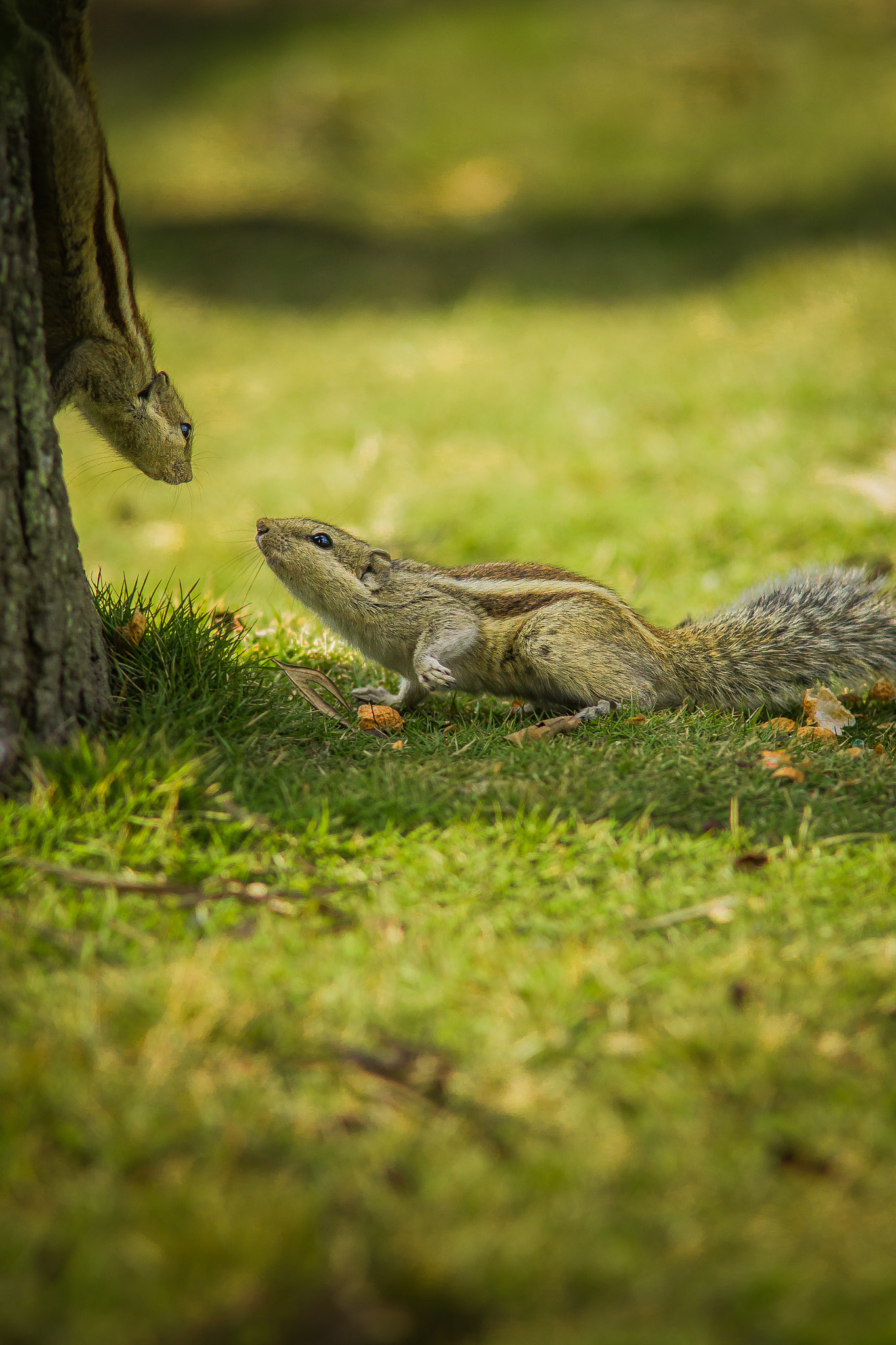 Canon EOS 7D + Canon EF 200mm F2.8L II USM sample photo. 25.jpg photography