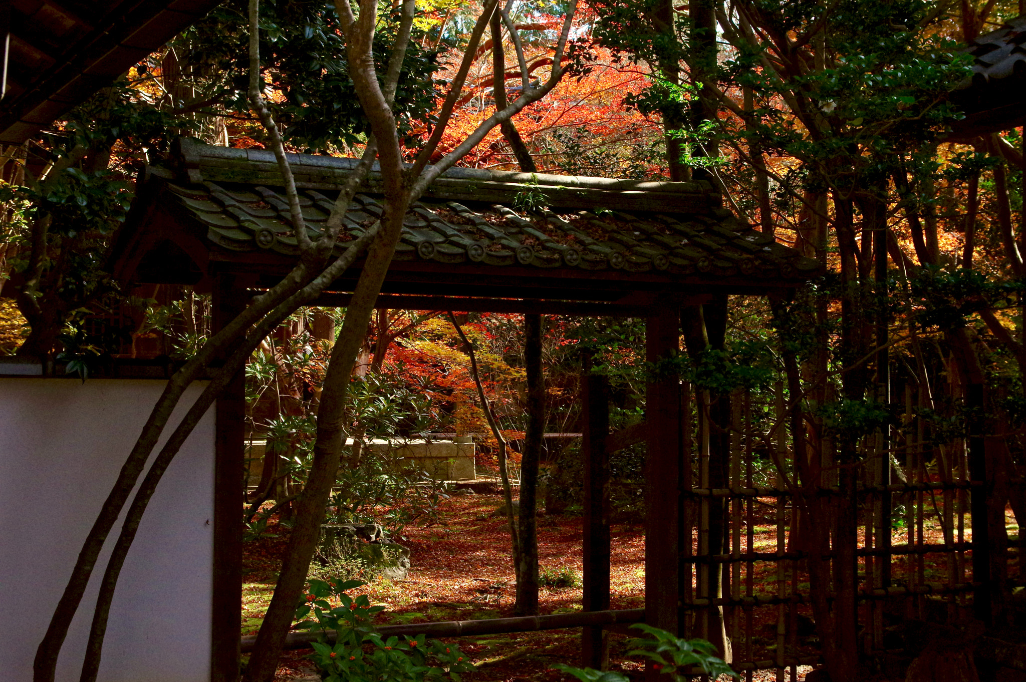 Sigma 17-70mm F2.8-4 DC Macro HSM Contemporary sample photo. Gate way to autumn photography