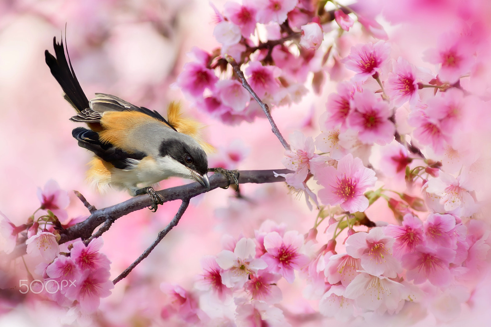 Minolta AF 300mm F2.8 APO sample photo. ～ cherry blossom viewing ～ photography