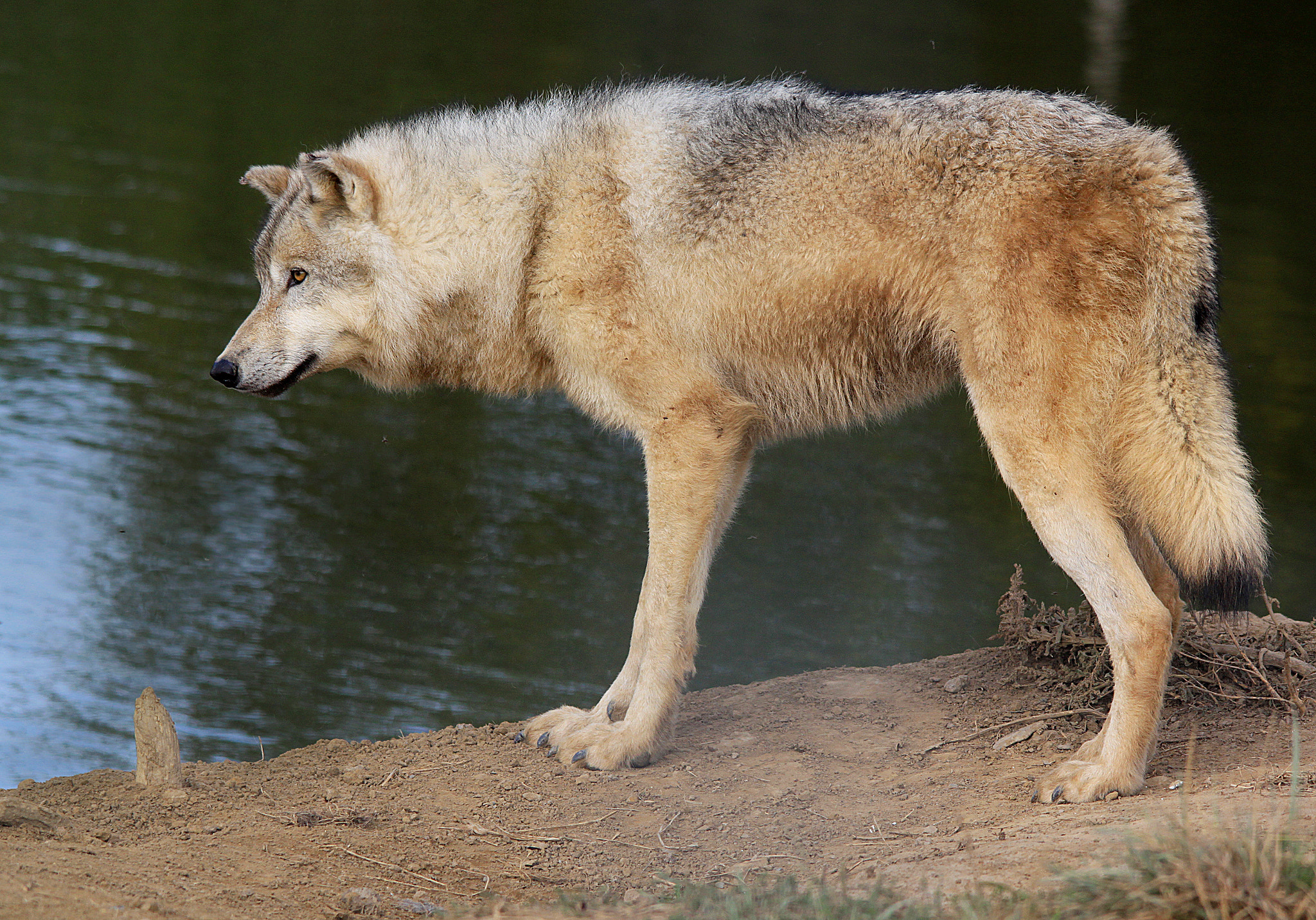 Sigma 150-500mm F5-6.3 DG OS HSM sample photo. Timber wolf photography