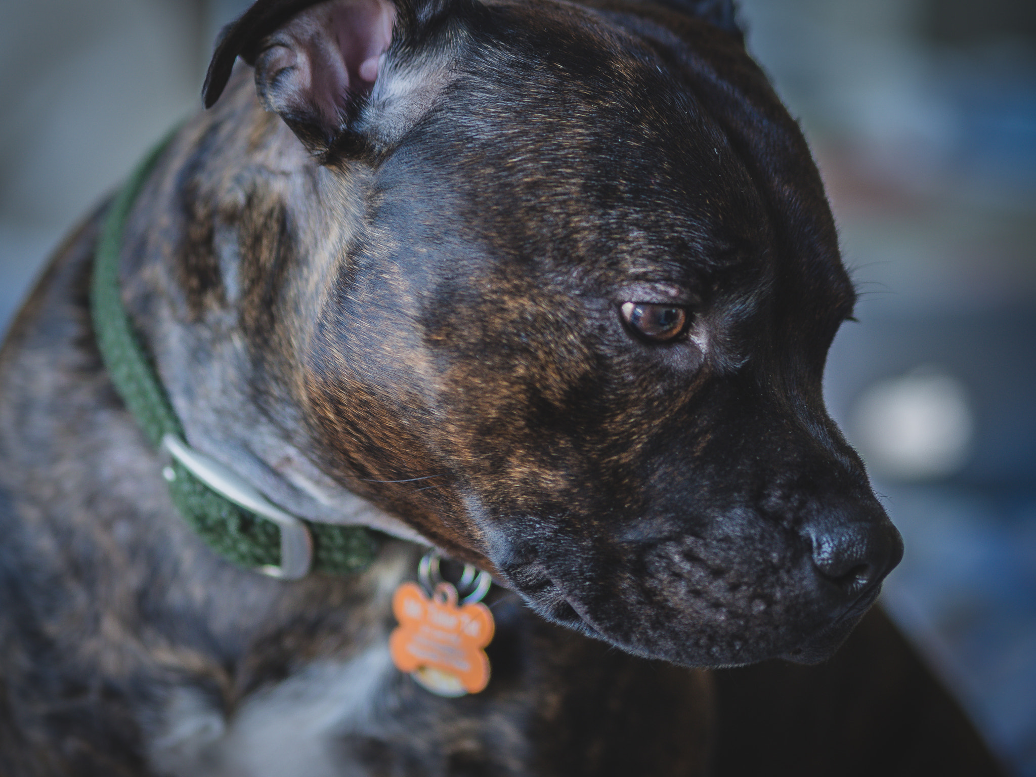 Olympus OM-D E-M10 + Olympus M.Zuiko Digital ED 75mm F1.8 sample photo. Mr. tater tot photography